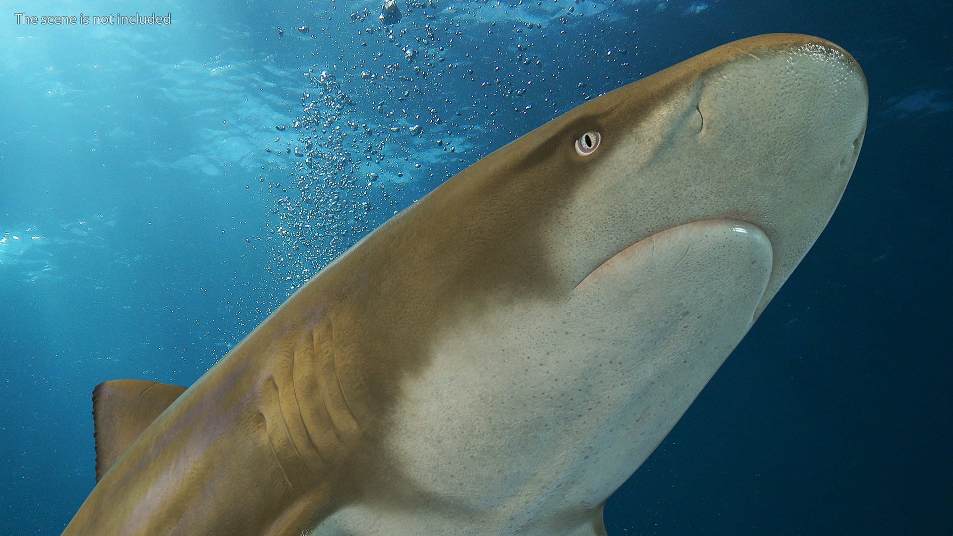 3D Sharptooth Lemon Shark Rigged for Cinema 4D model