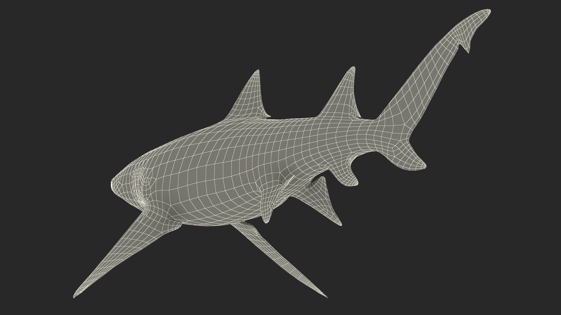 3D Sharptooth Lemon Shark Rigged for Cinema 4D model