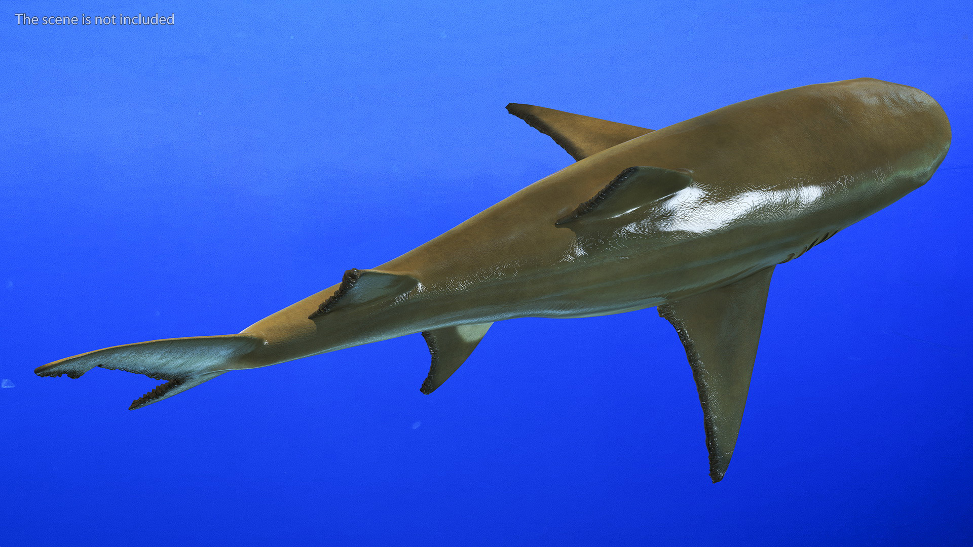 3D Sharptooth Lemon Shark Rigged for Cinema 4D model