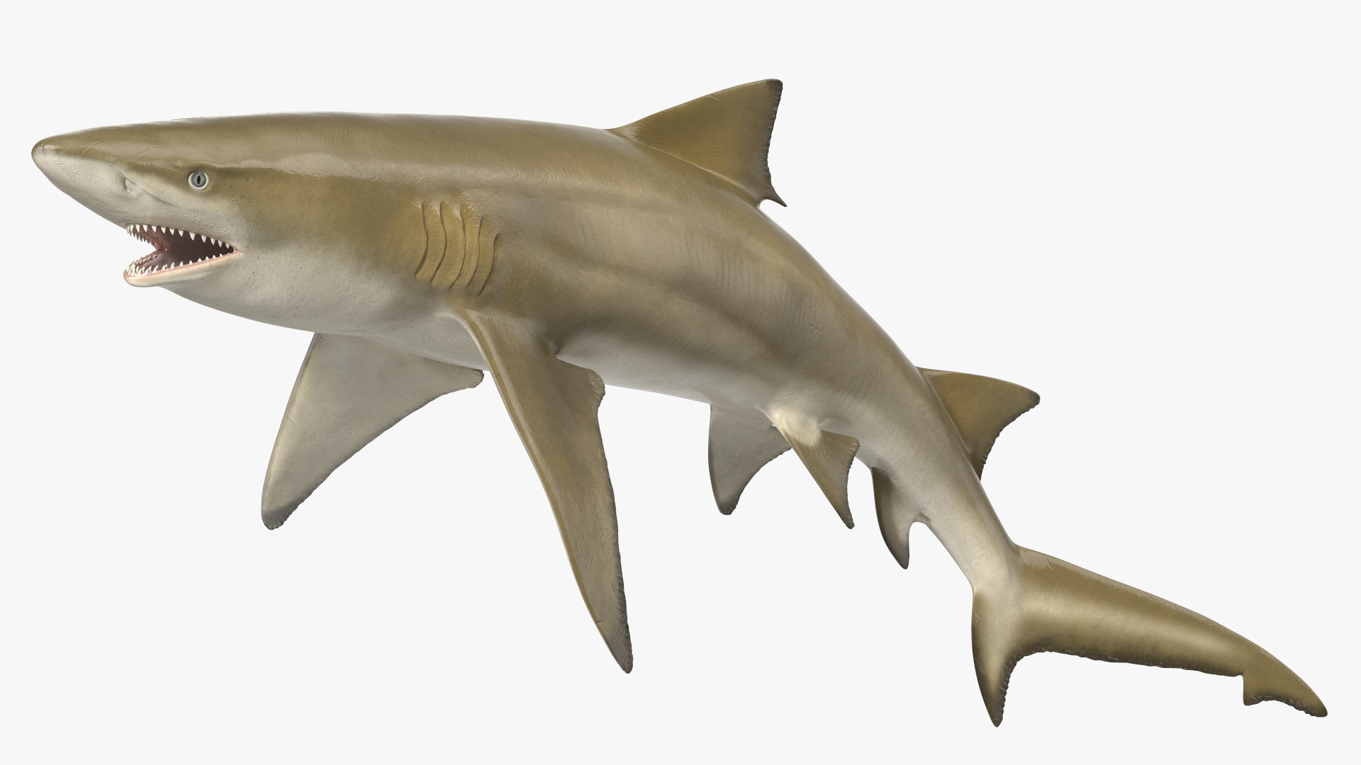 3D Sharptooth Lemon Shark Rigged for Cinema 4D model