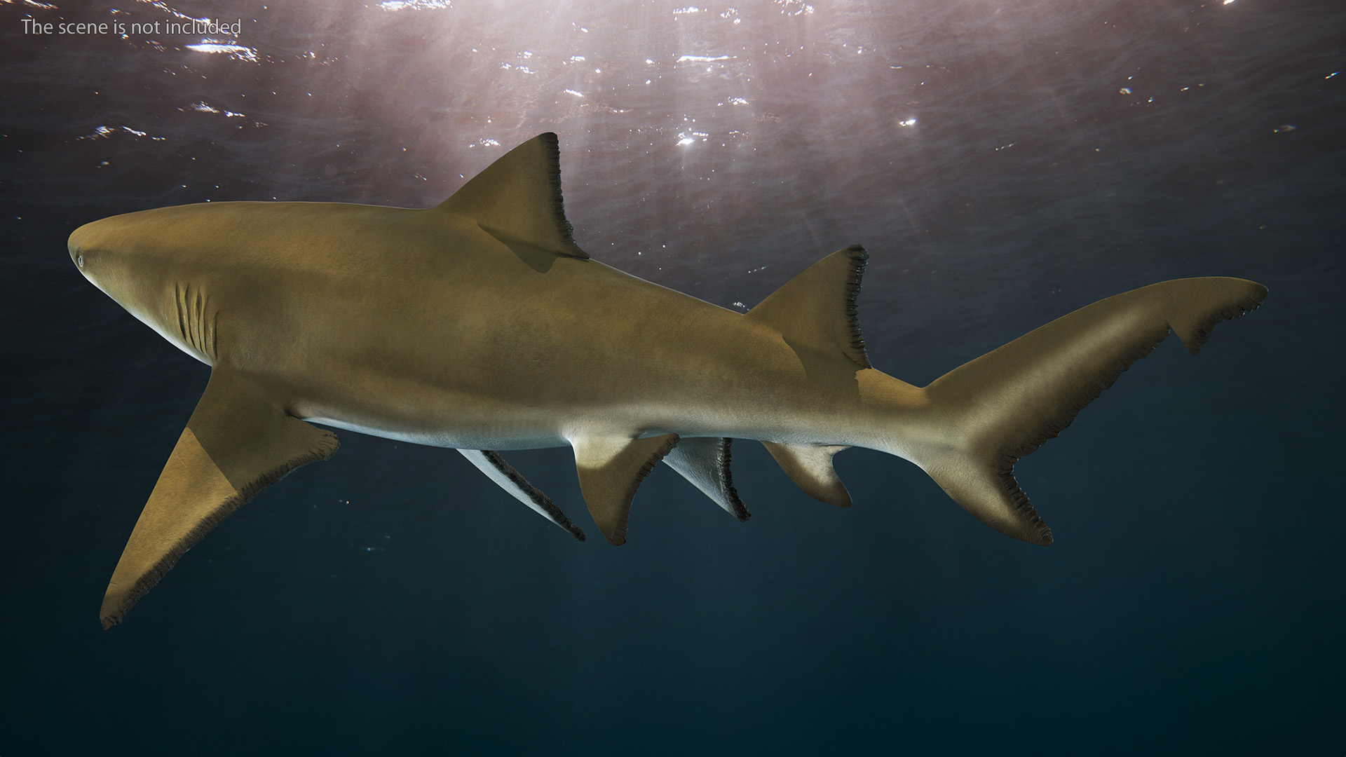 3D Sharptooth Lemon Shark Rigged for Cinema 4D model