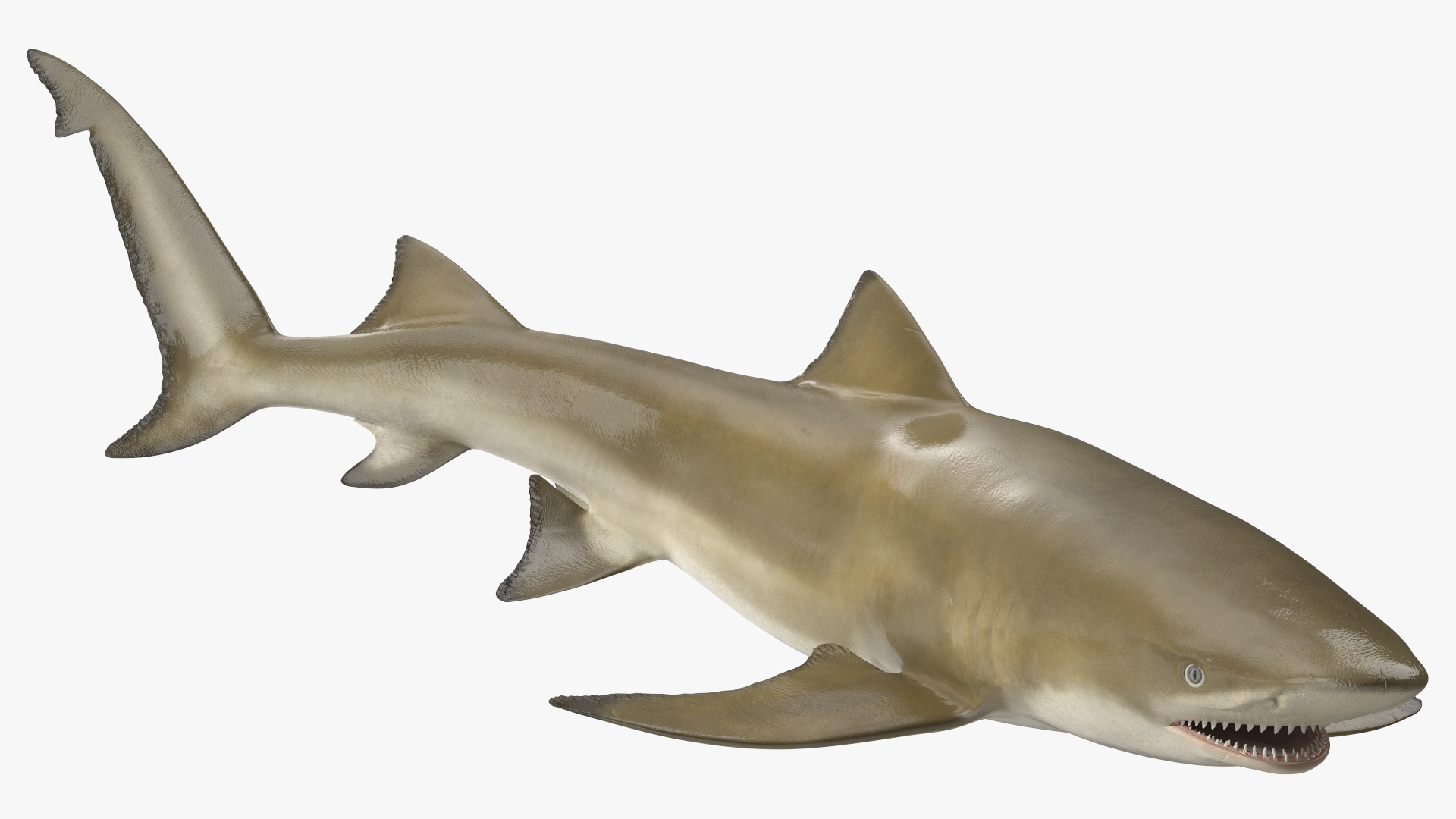 3D Sharptooth Lemon Shark Rigged for Cinema 4D model