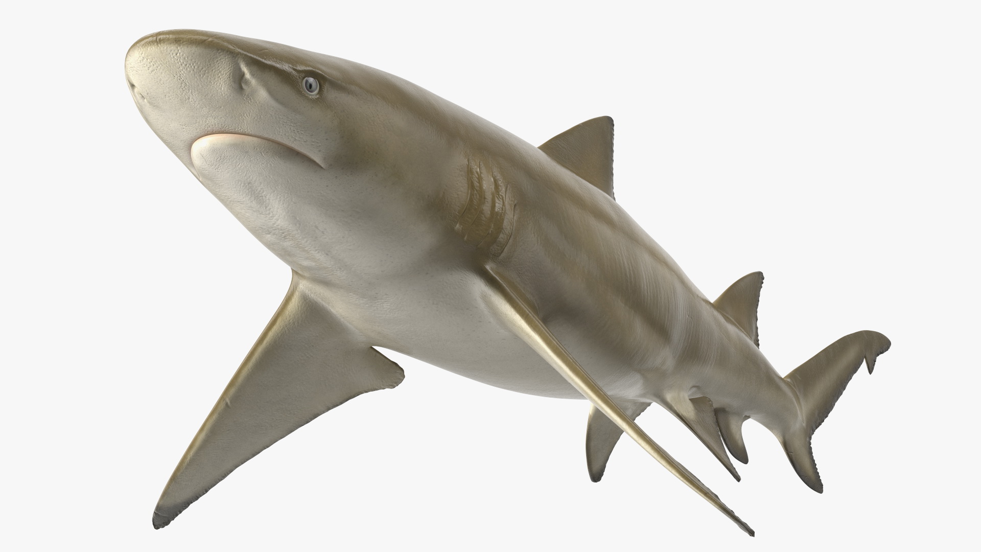 3D Sharptooth Lemon Shark Rigged for Cinema 4D model