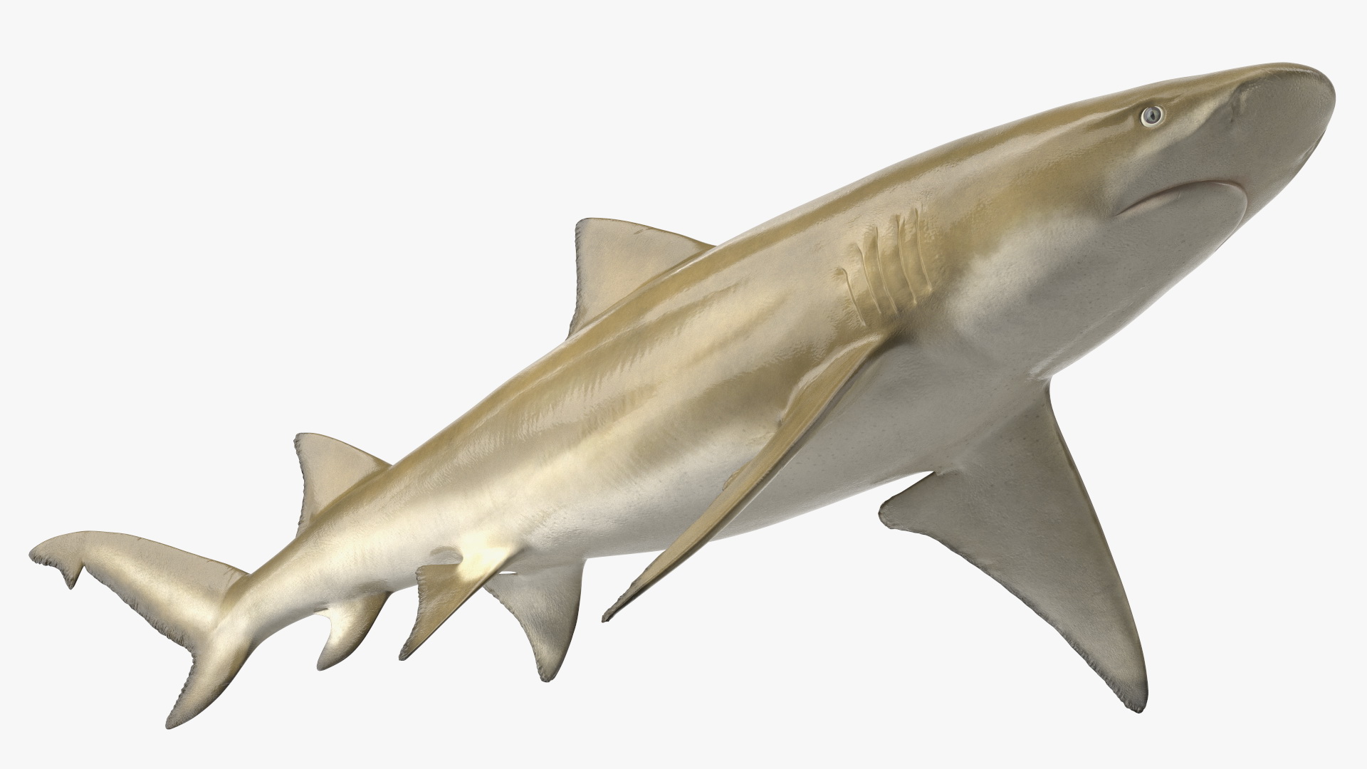 3D Sharptooth Lemon Shark Rigged for Cinema 4D model