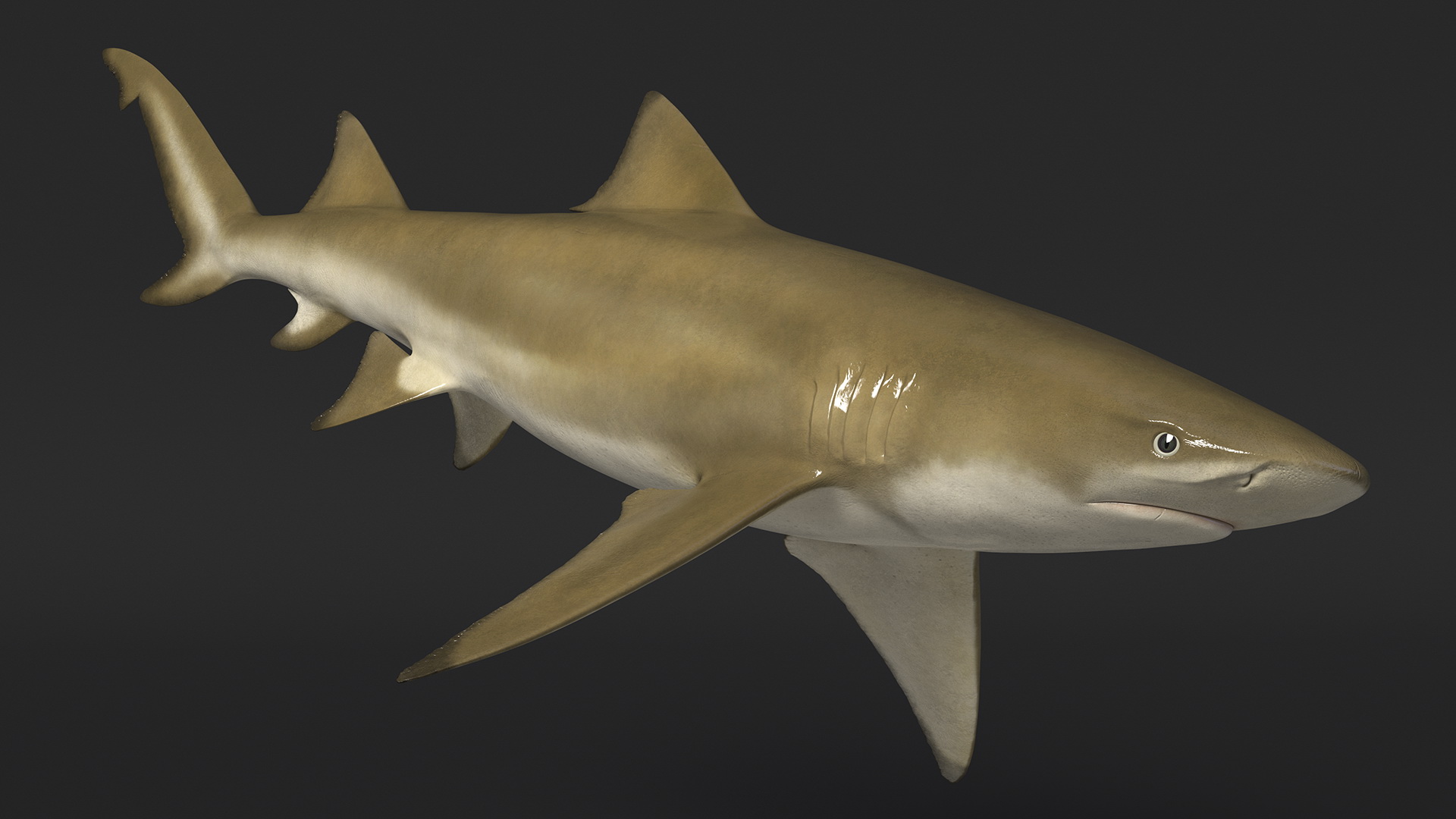 3D Sharptooth Lemon Shark Rigged for Cinema 4D model
