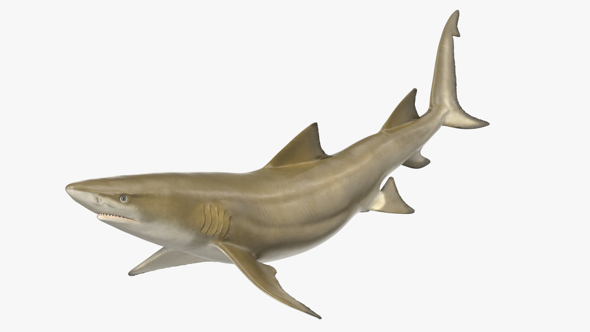 3D Sharptooth Lemon Shark Rigged for Cinema 4D model
