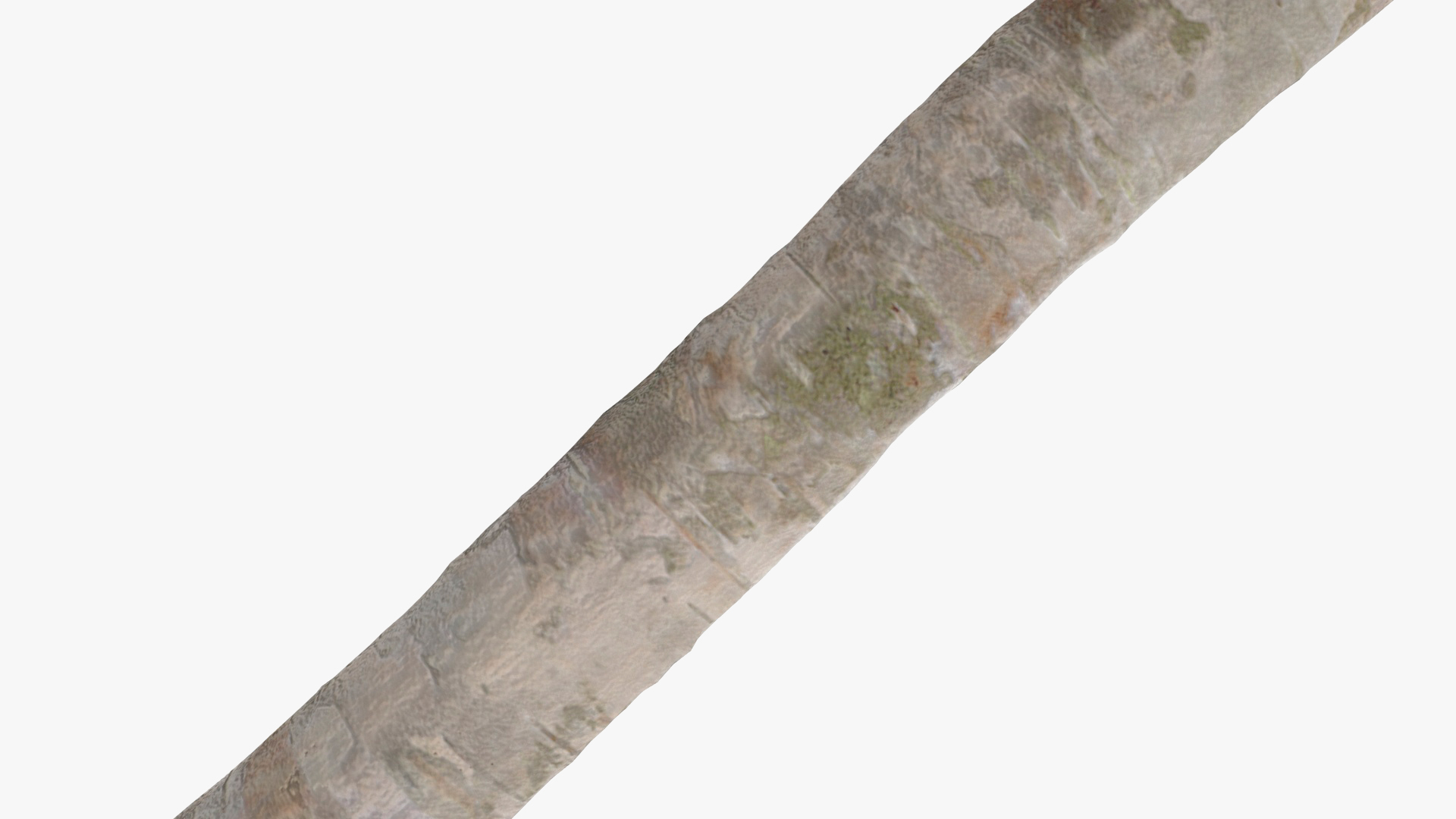 3D model Natural Birch Branch