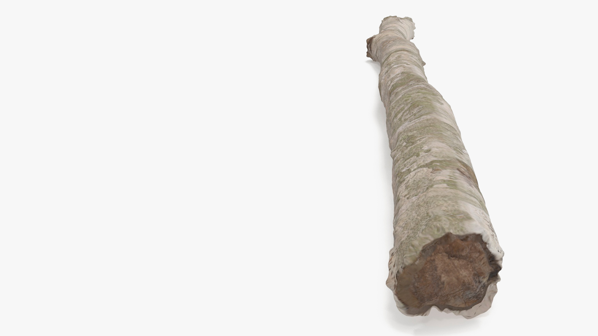 3D model Natural Birch Branch