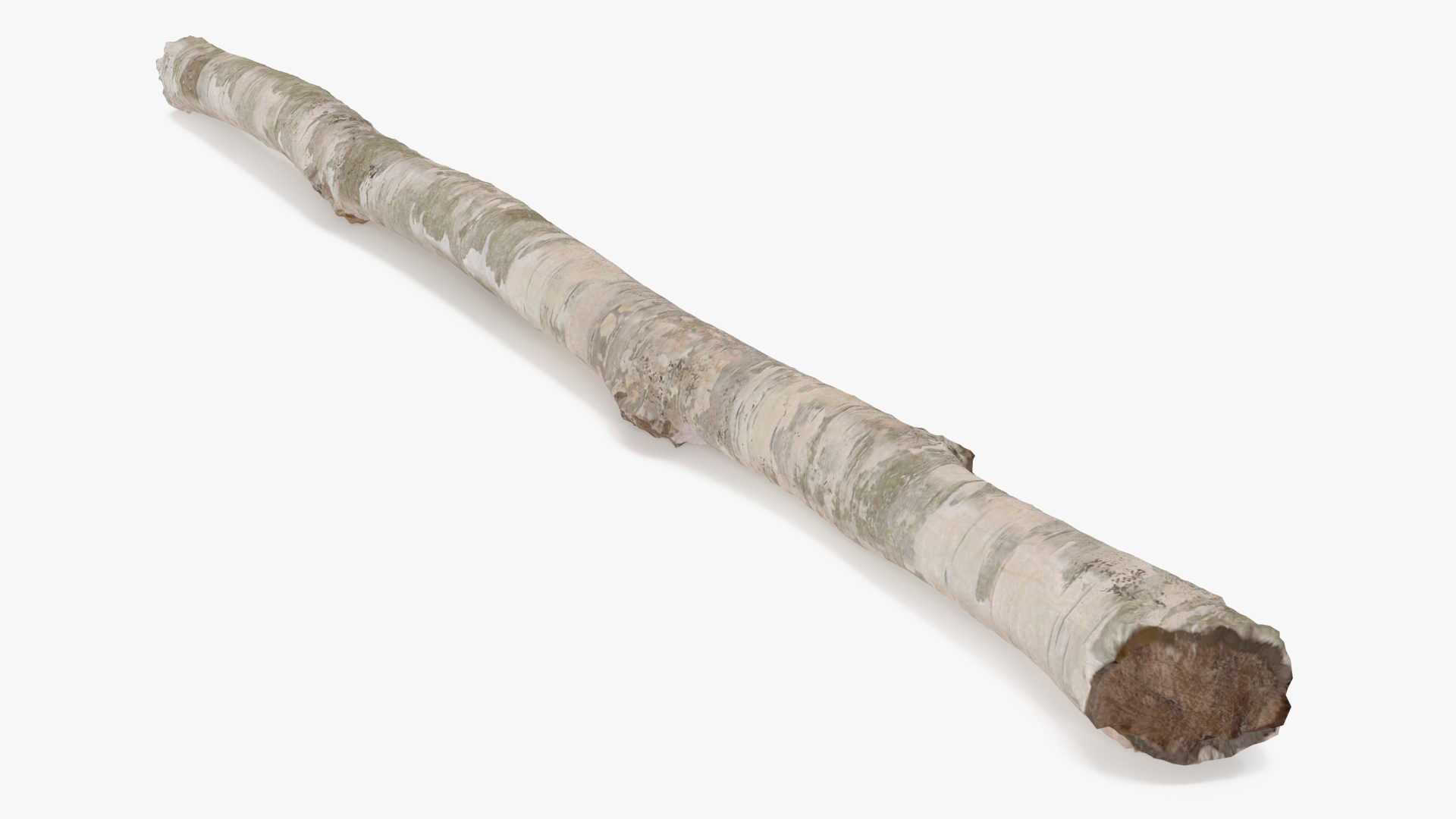 3D model Natural Birch Branch
