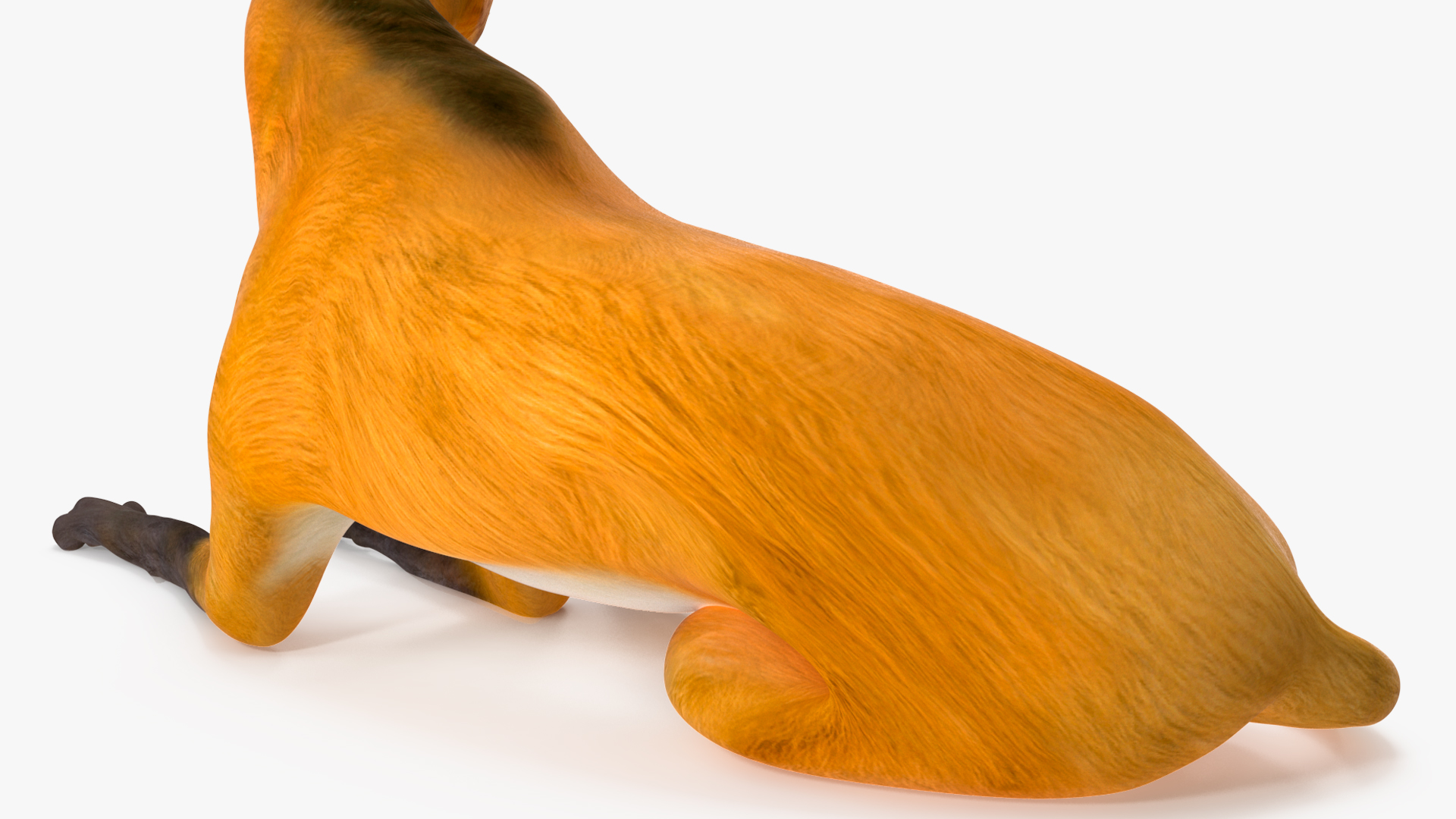 3D model Chrysocyon Reclining