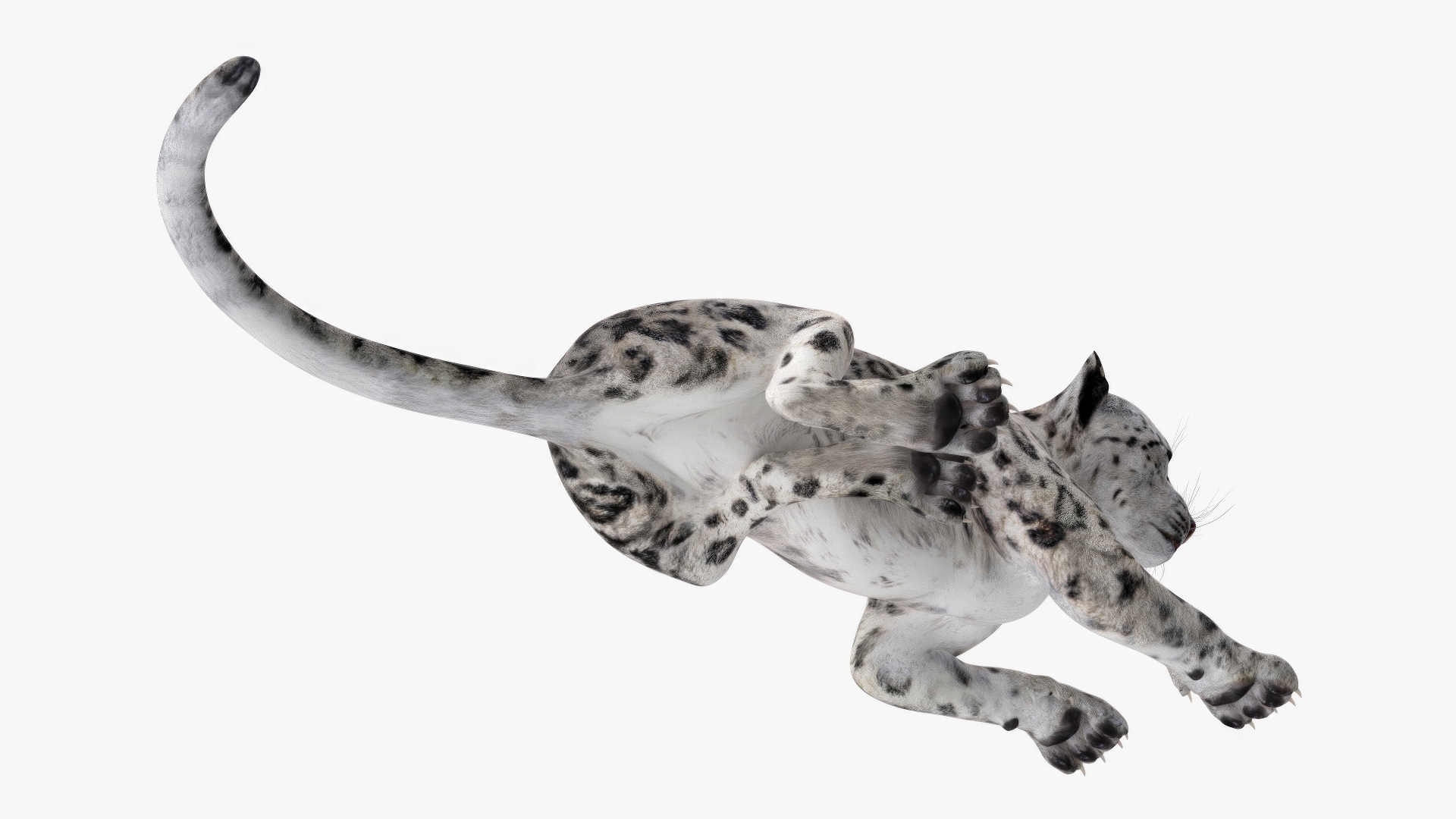 3D Snow Leopard Lying Down model