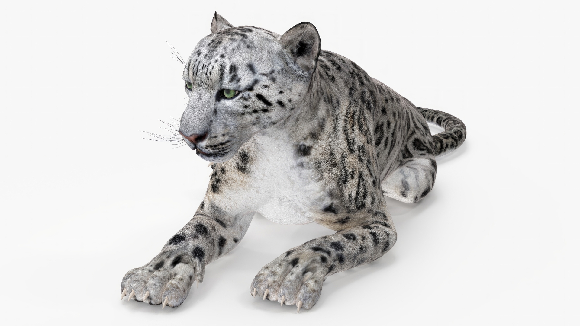 3D Snow Leopard Lying Down model