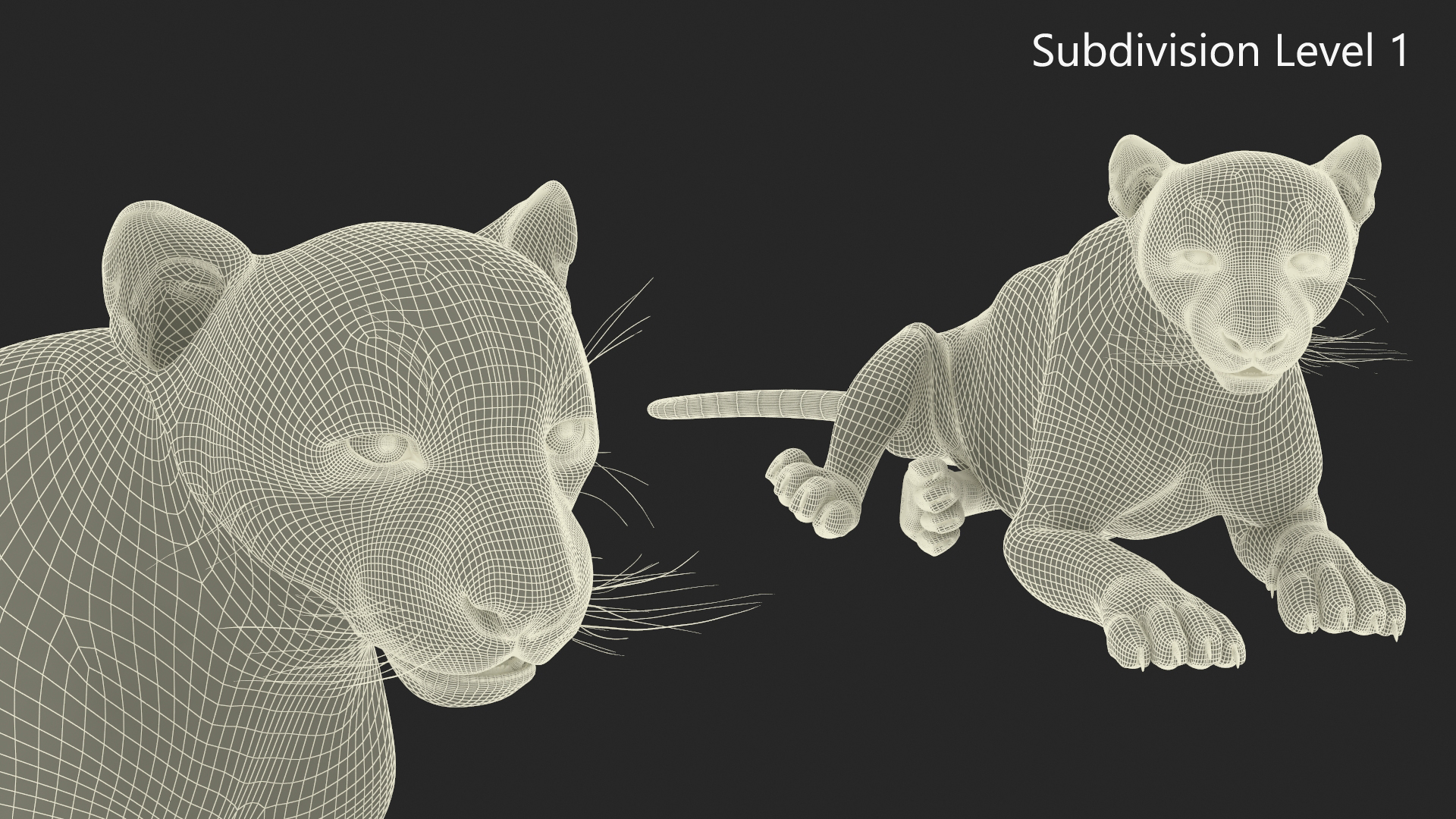 3D Snow Leopard Lying Down model