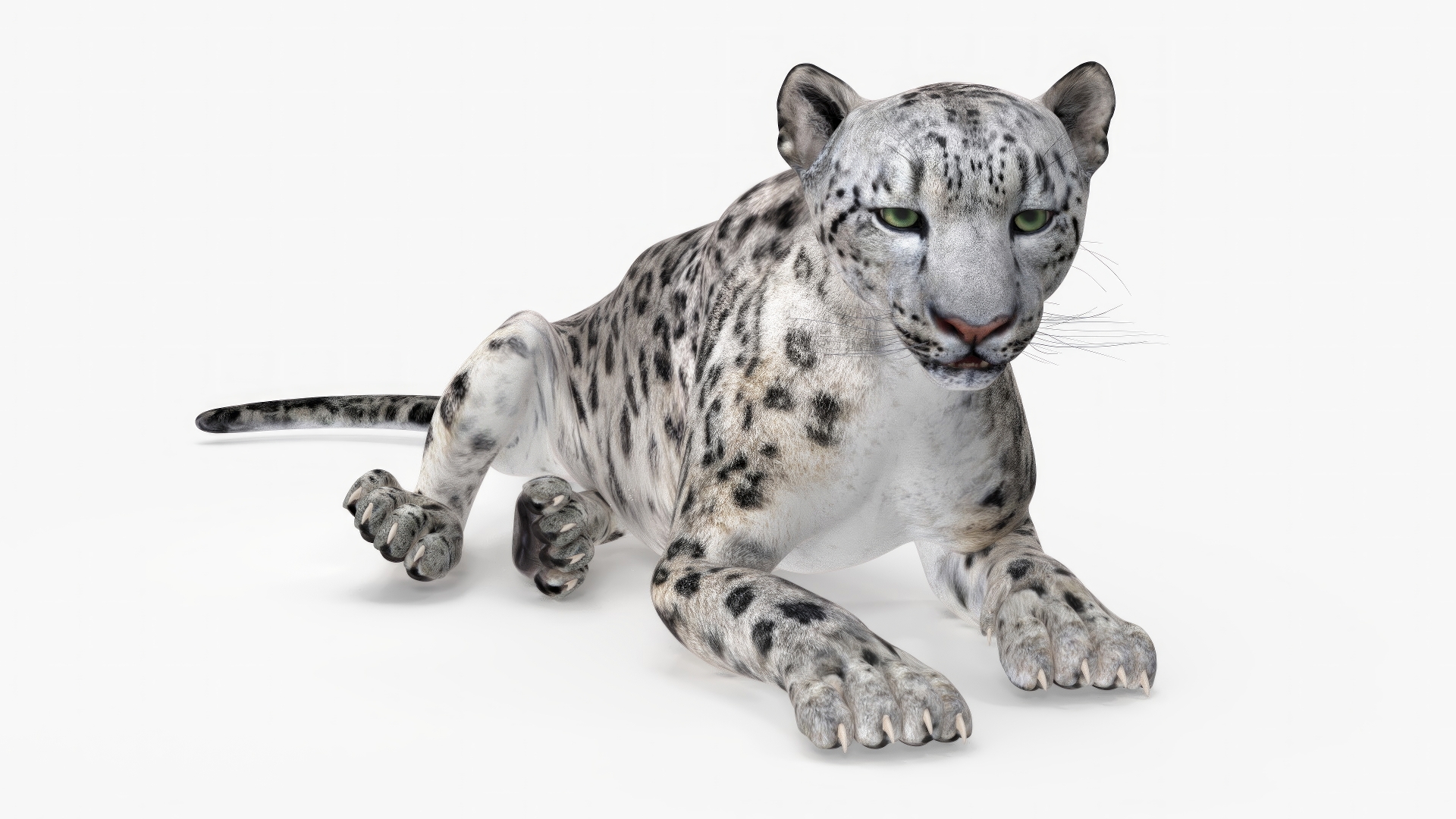 3D Snow Leopard Lying Down model