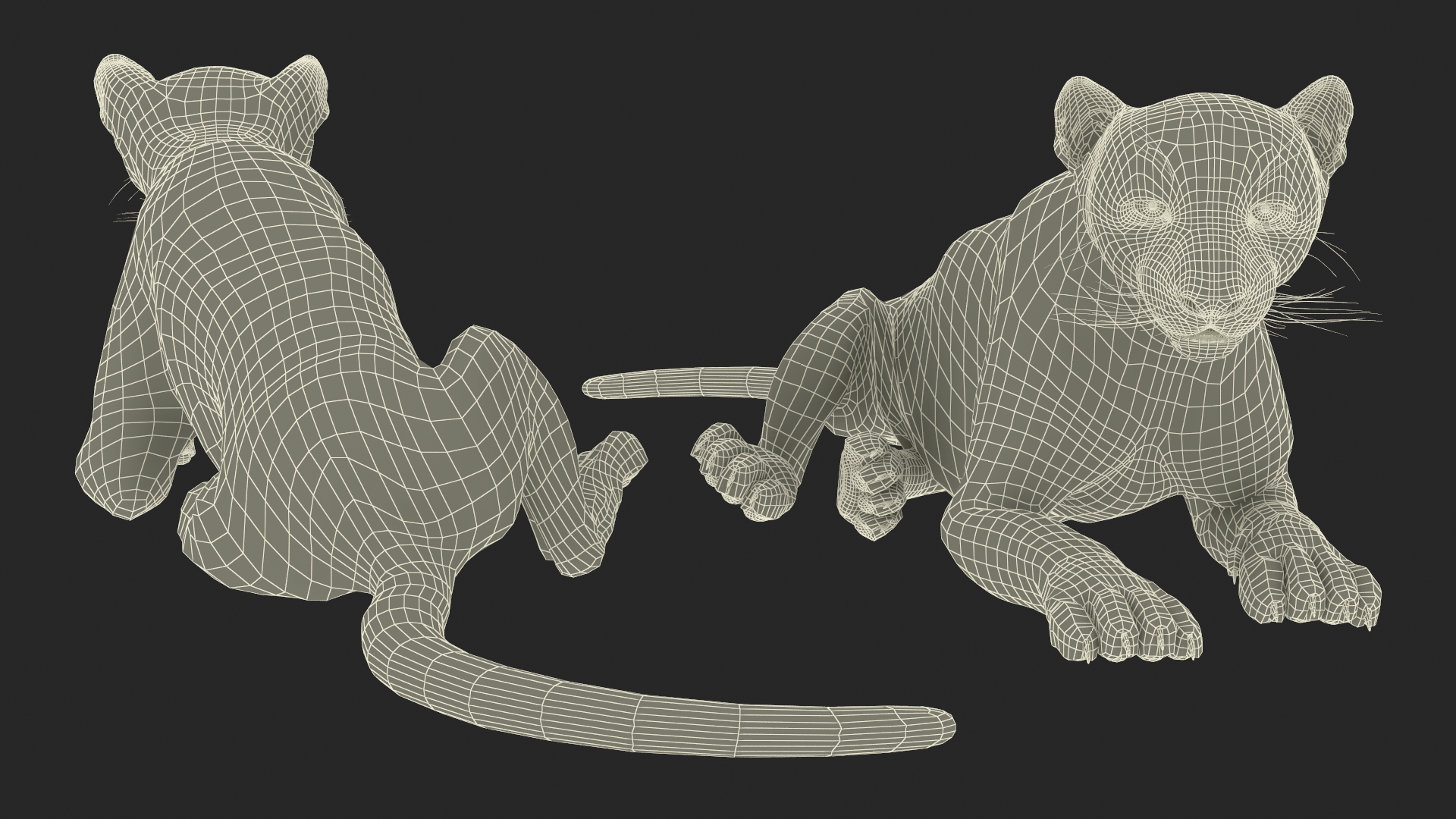 3D Snow Leopard Lying Down model