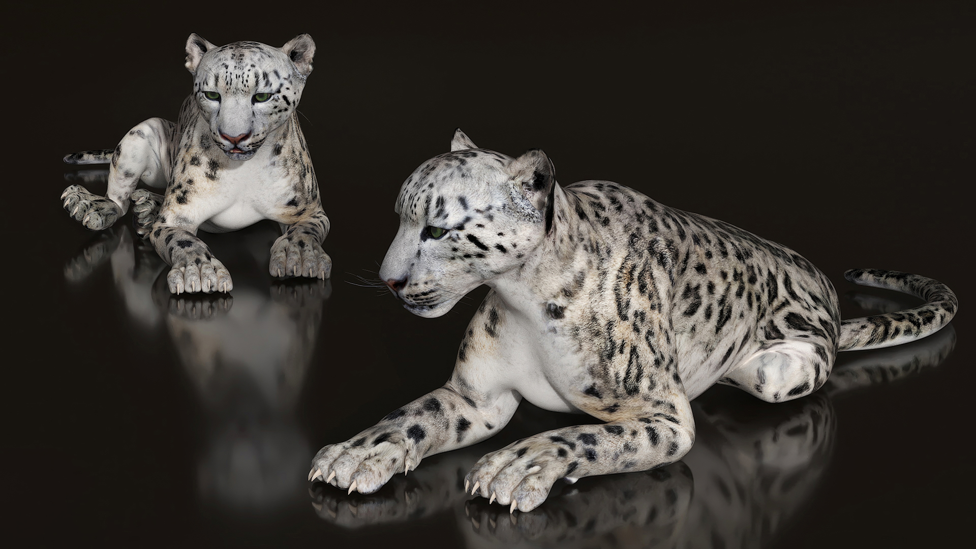 3D Snow Leopard Lying Down model