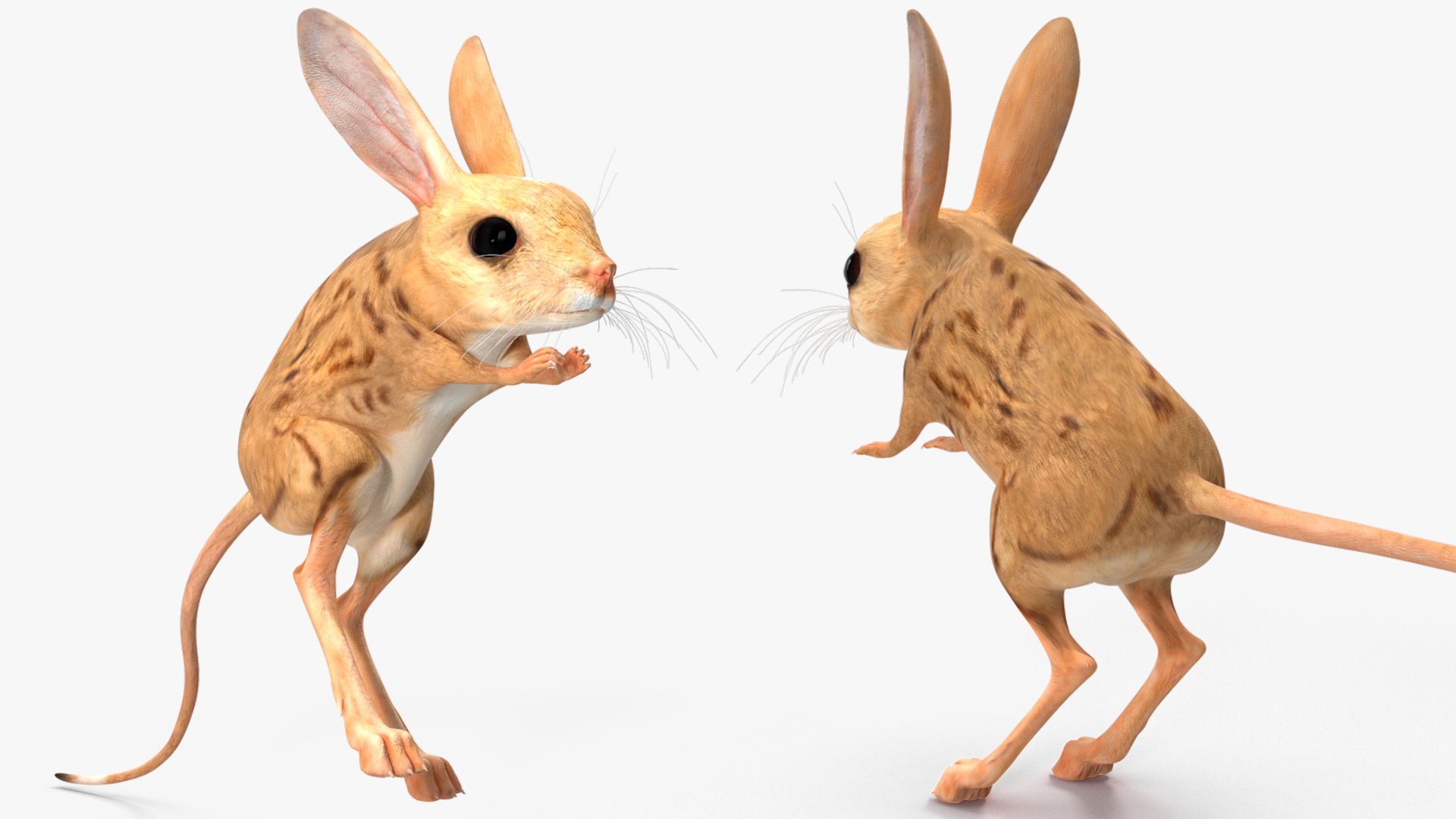 Desert Jerboa Rigged for Cinema 4D 3D model