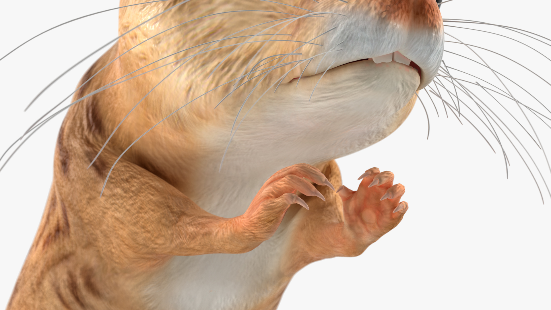 Desert Jerboa Rigged for Cinema 4D 3D model