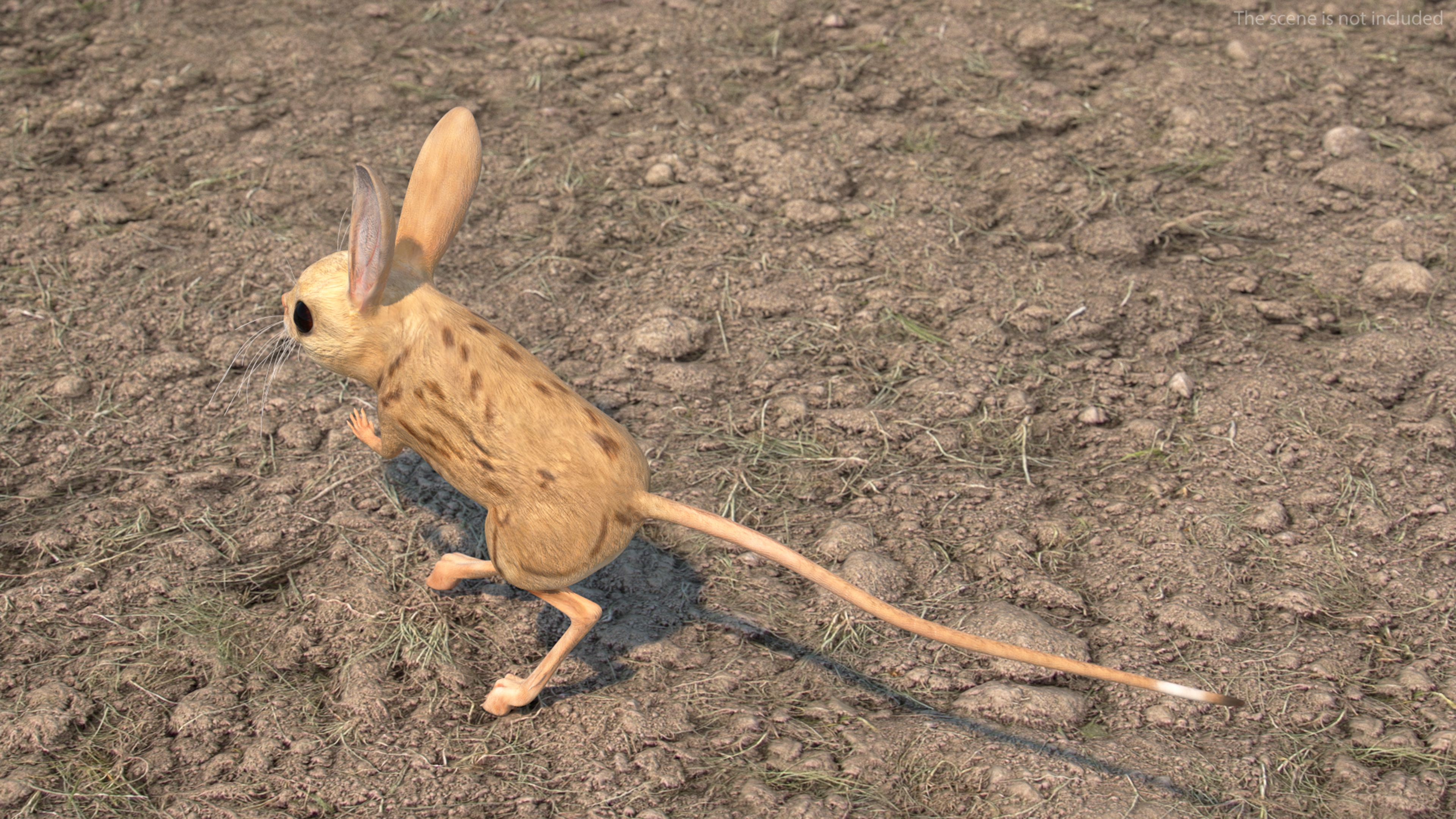 Desert Jerboa Rigged for Cinema 4D 3D model