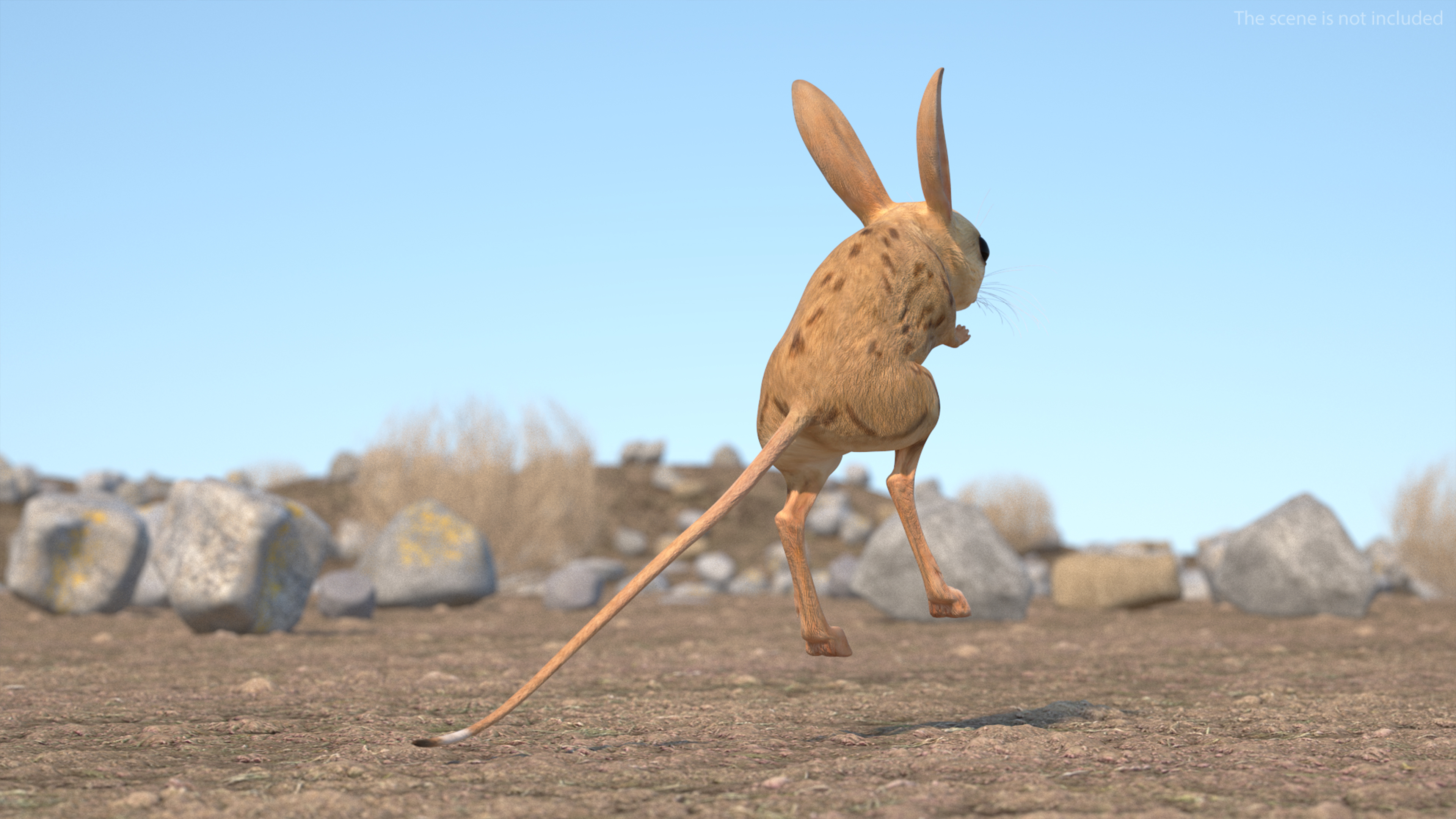 Desert Jerboa Rigged for Cinema 4D 3D model