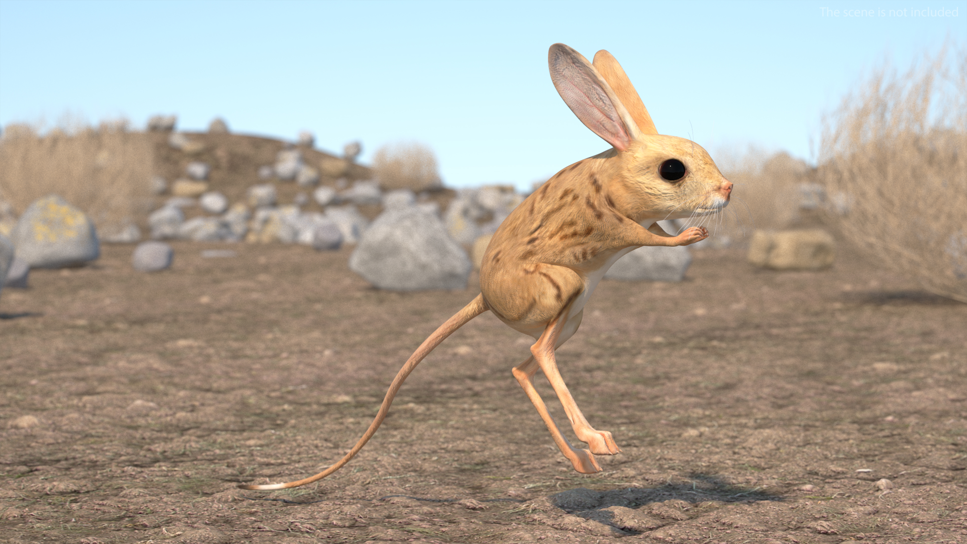 Desert Jerboa Rigged for Cinema 4D 3D model