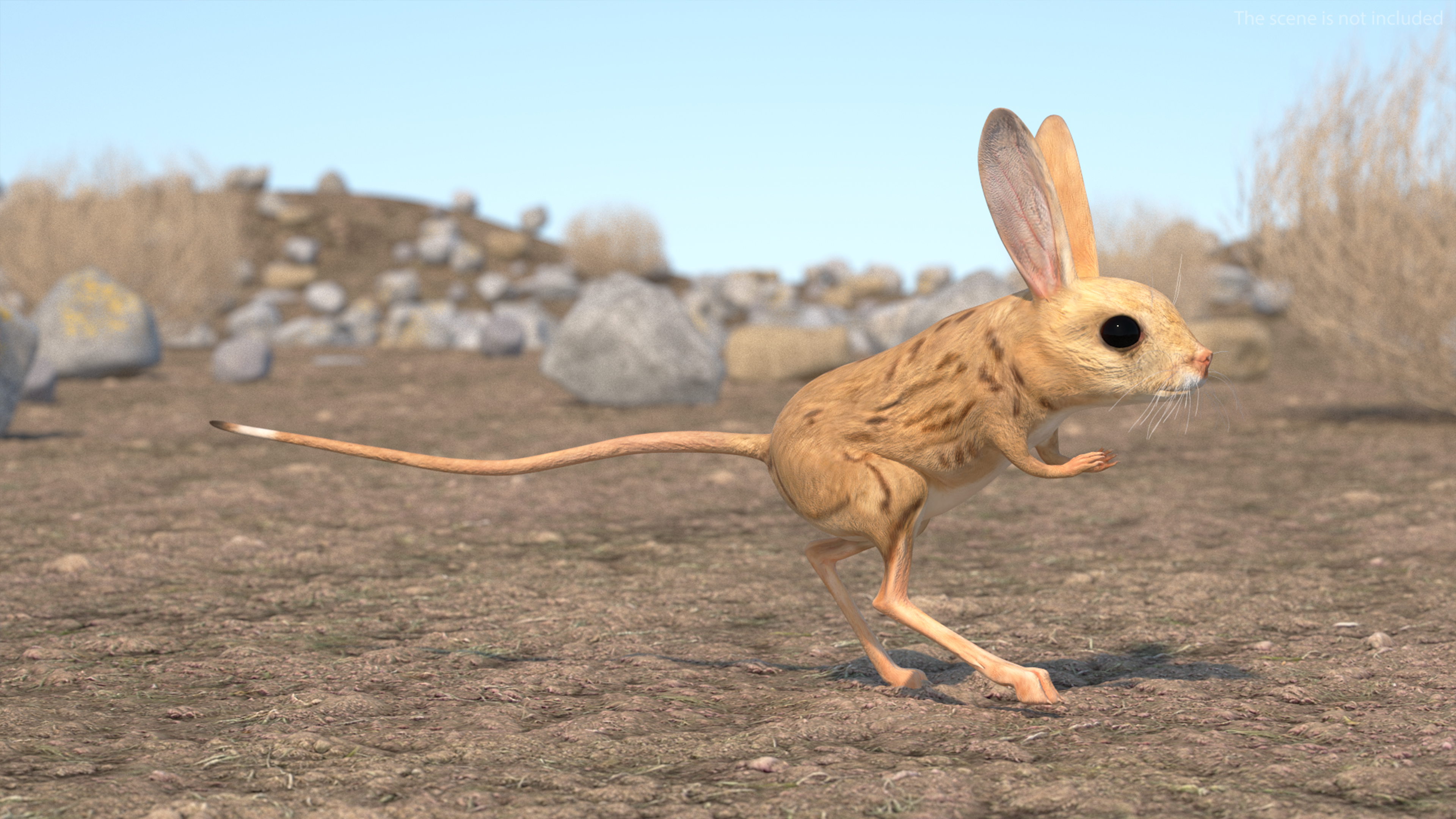 Desert Jerboa Rigged for Cinema 4D 3D model