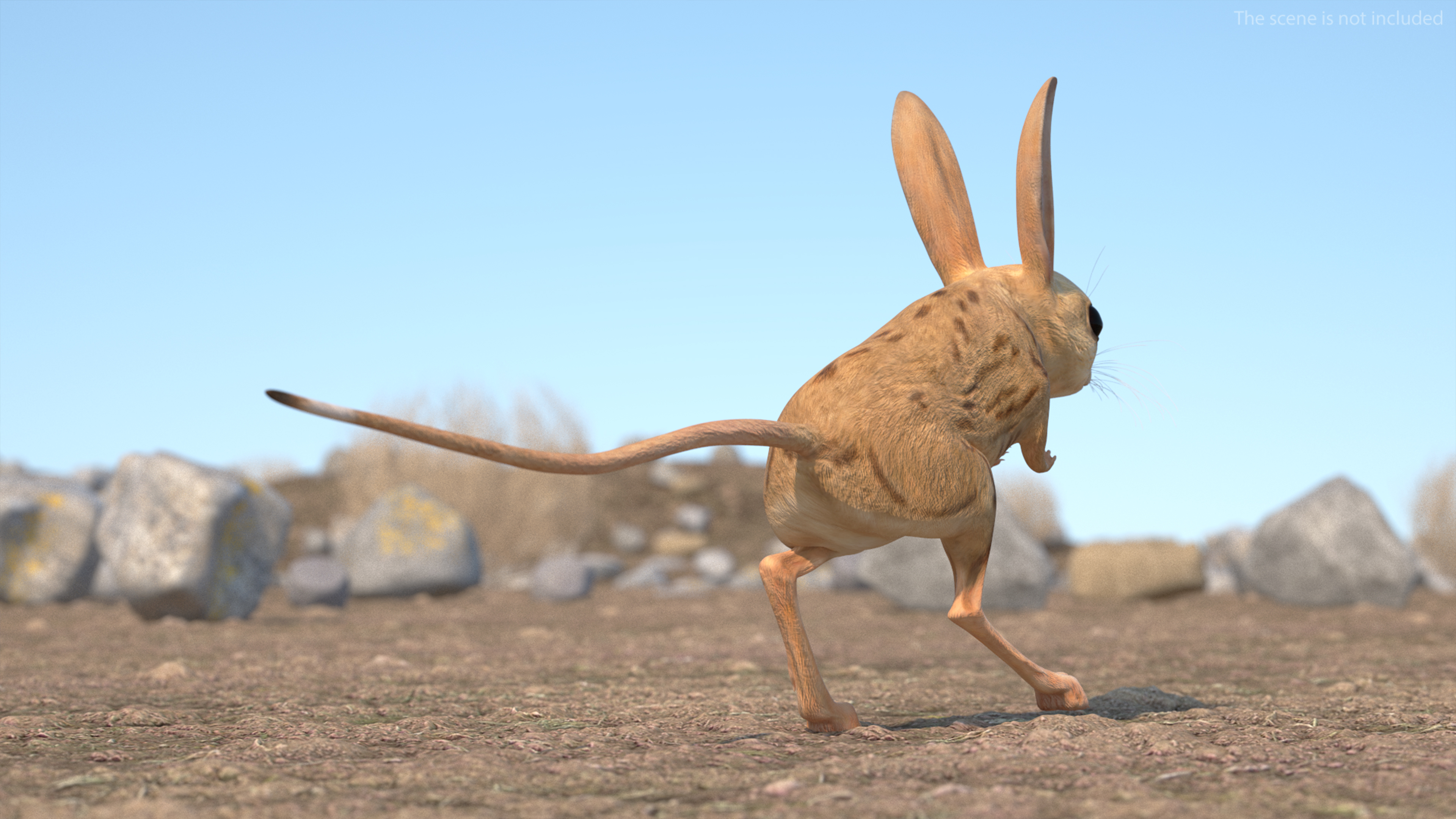 Desert Jerboa Rigged for Cinema 4D 3D model