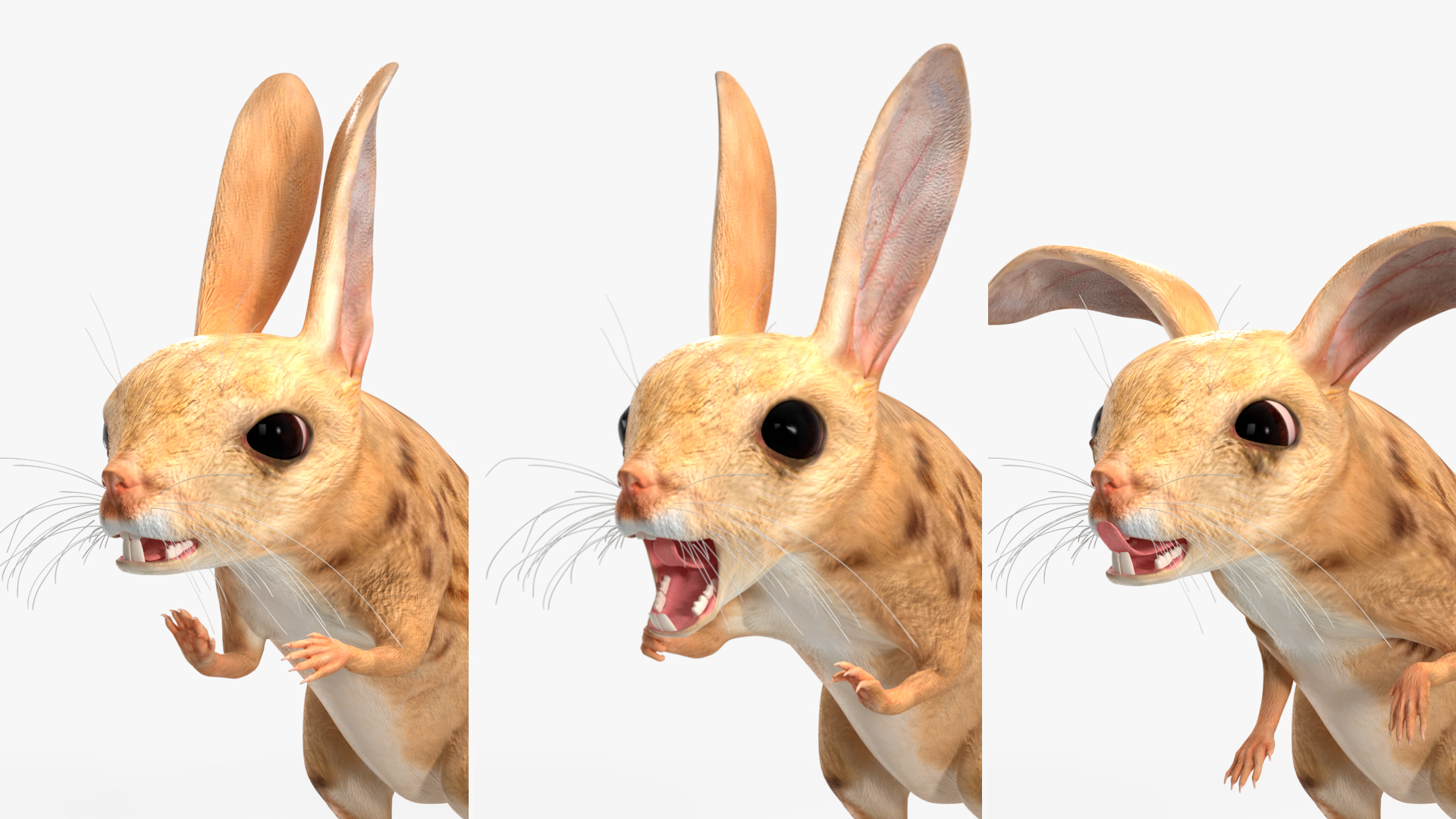 Desert Jerboa Rigged for Cinema 4D 3D model