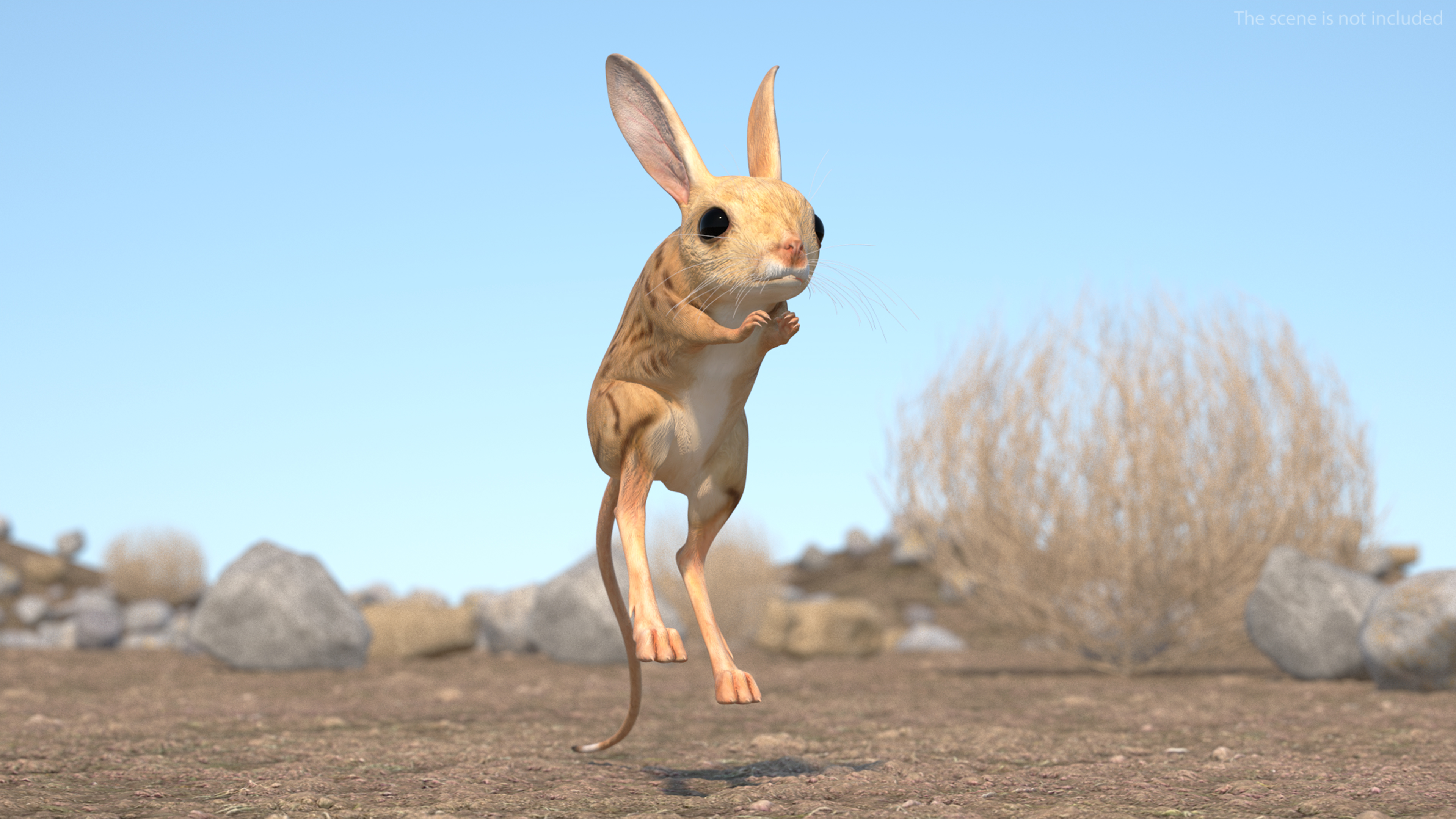 Desert Jerboa Rigged for Cinema 4D 3D model