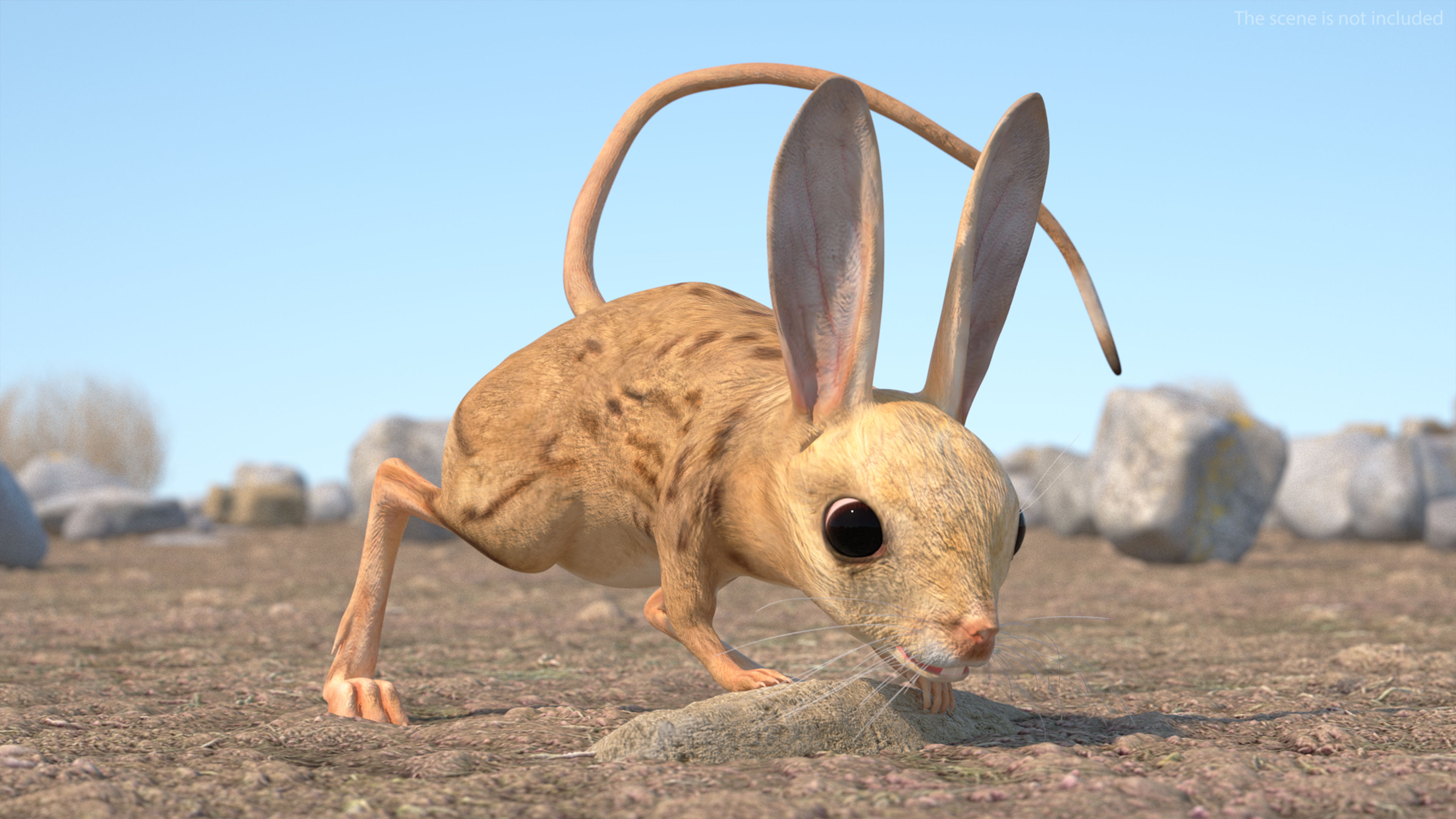 Desert Jerboa Rigged for Cinema 4D 3D model