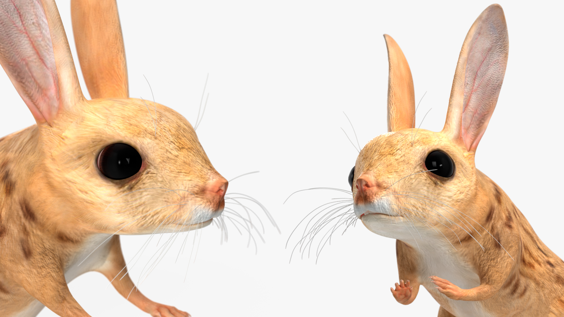 Desert Jerboa Rigged for Cinema 4D 3D model