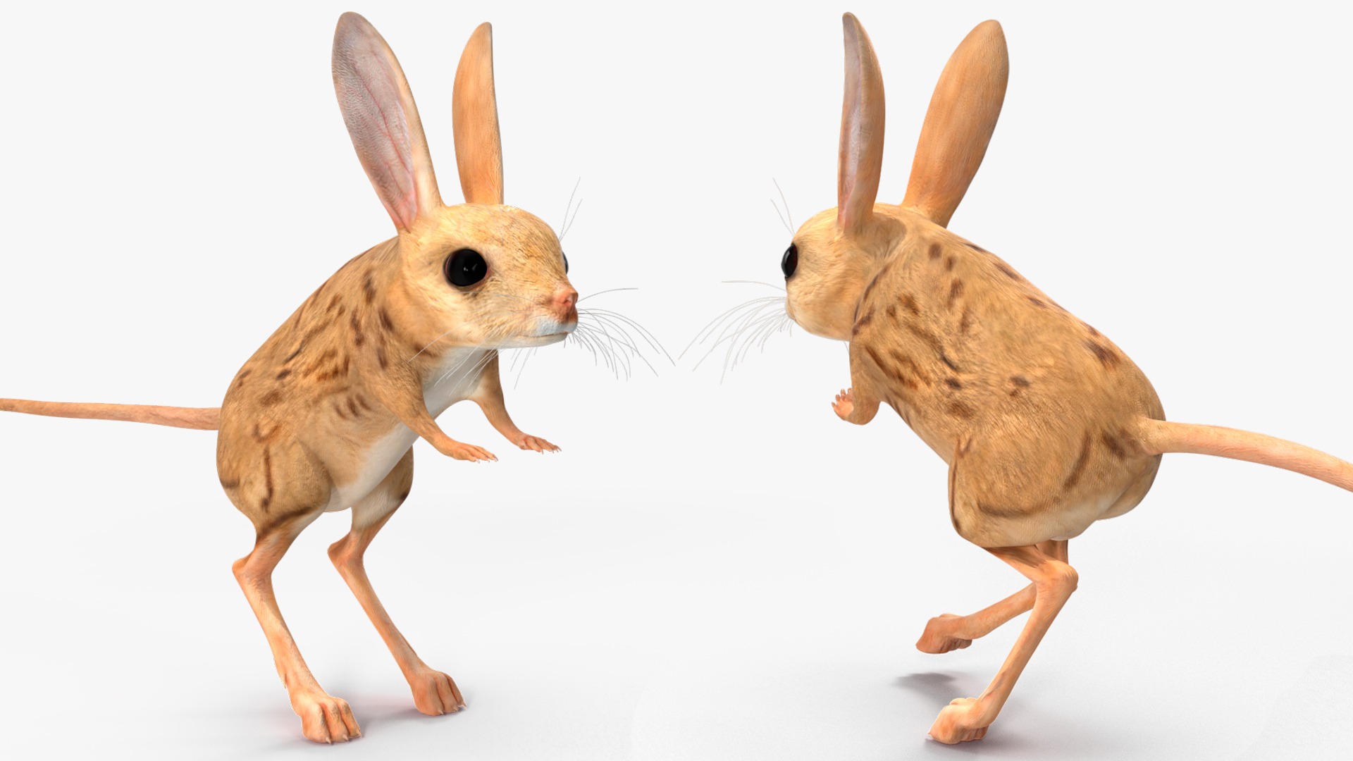 Desert Jerboa Rigged for Cinema 4D 3D model