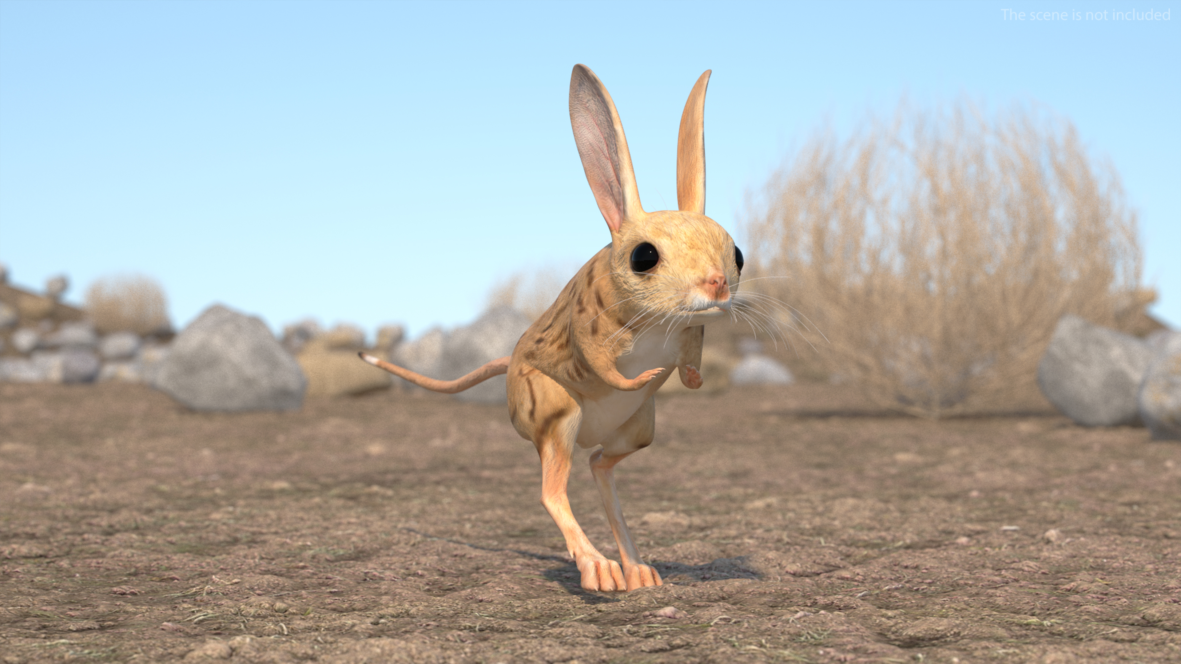 Desert Jerboa Rigged for Cinema 4D 3D model