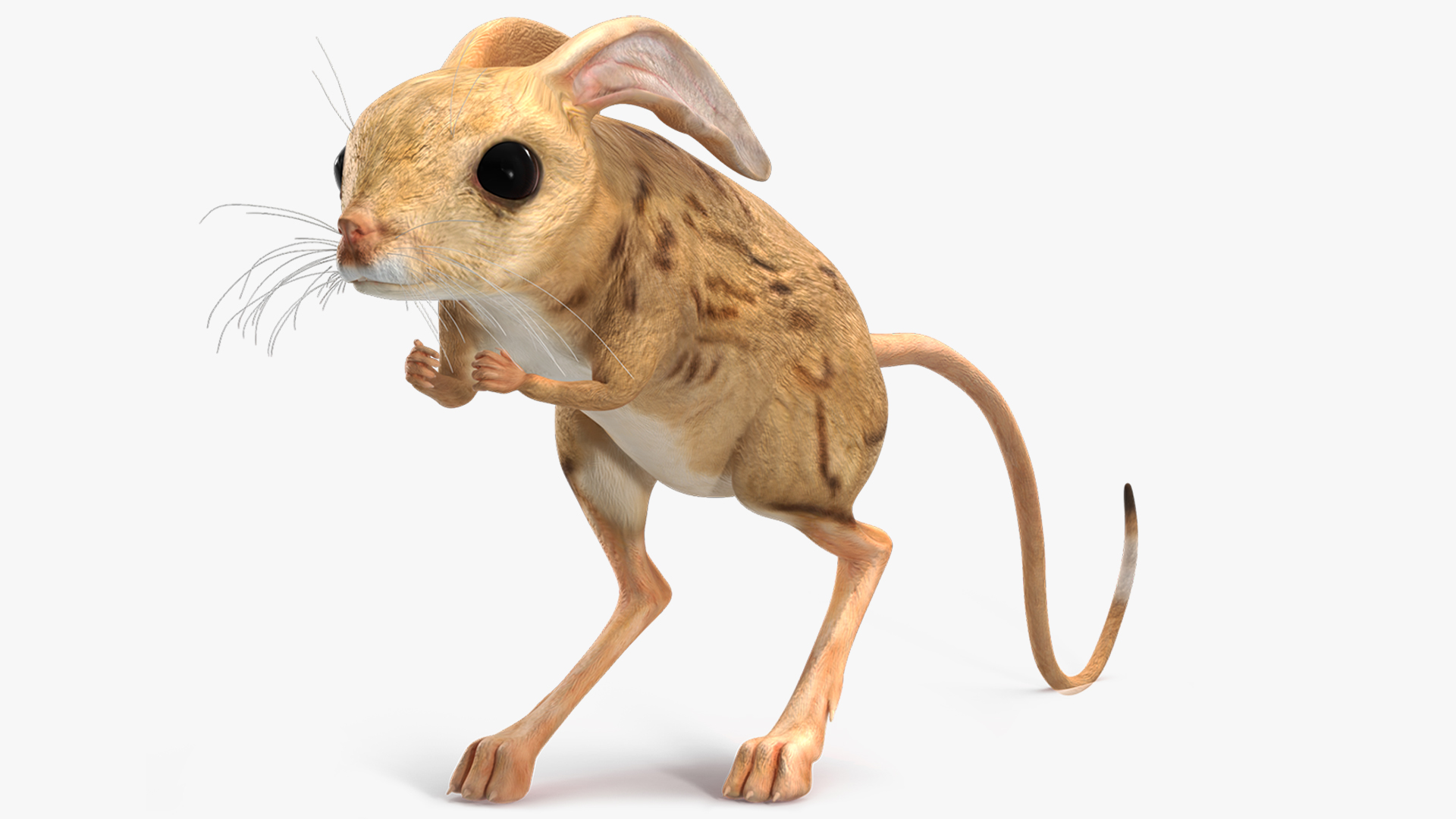 Desert Jerboa Rigged for Cinema 4D 3D model