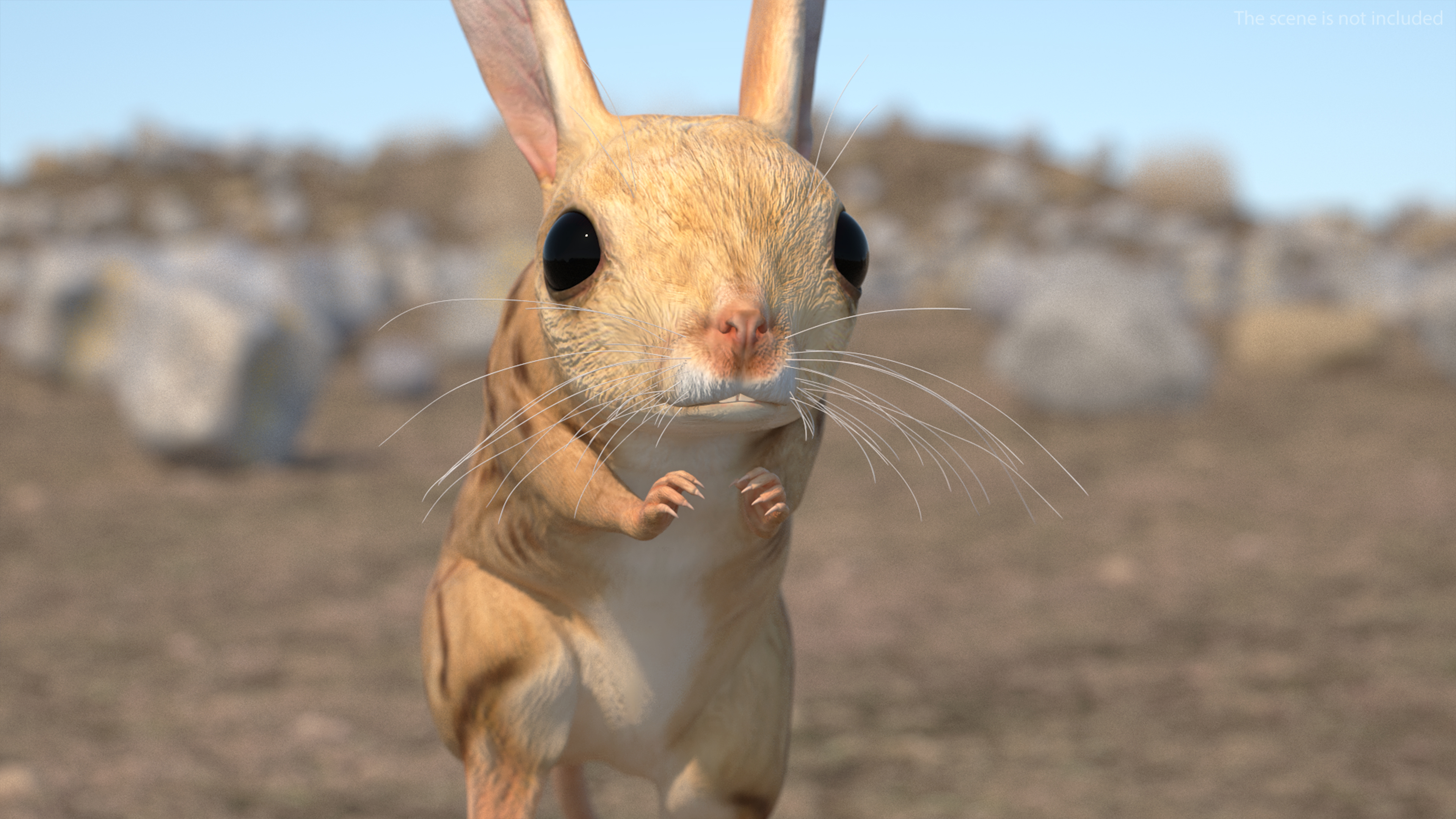 Desert Jerboa Rigged for Cinema 4D 3D model