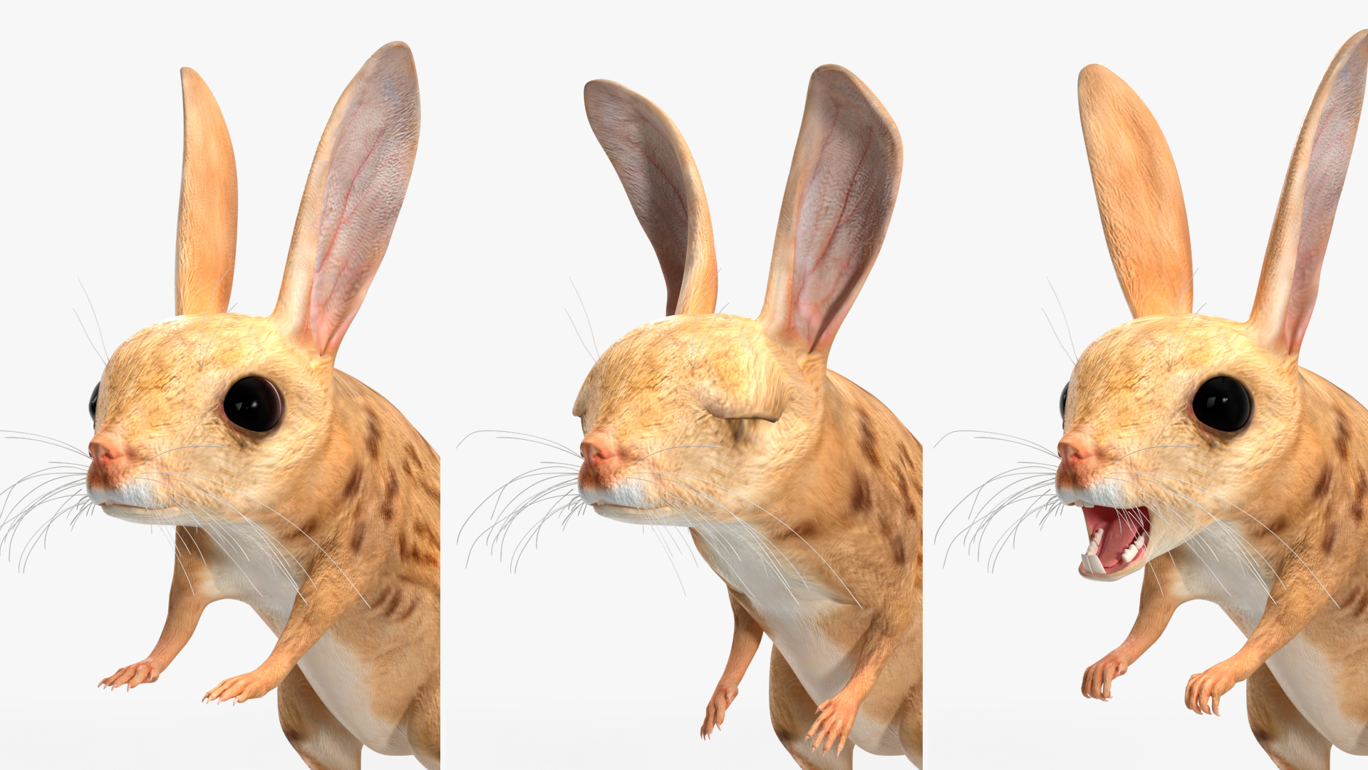 Desert Jerboa Rigged for Cinema 4D 3D model