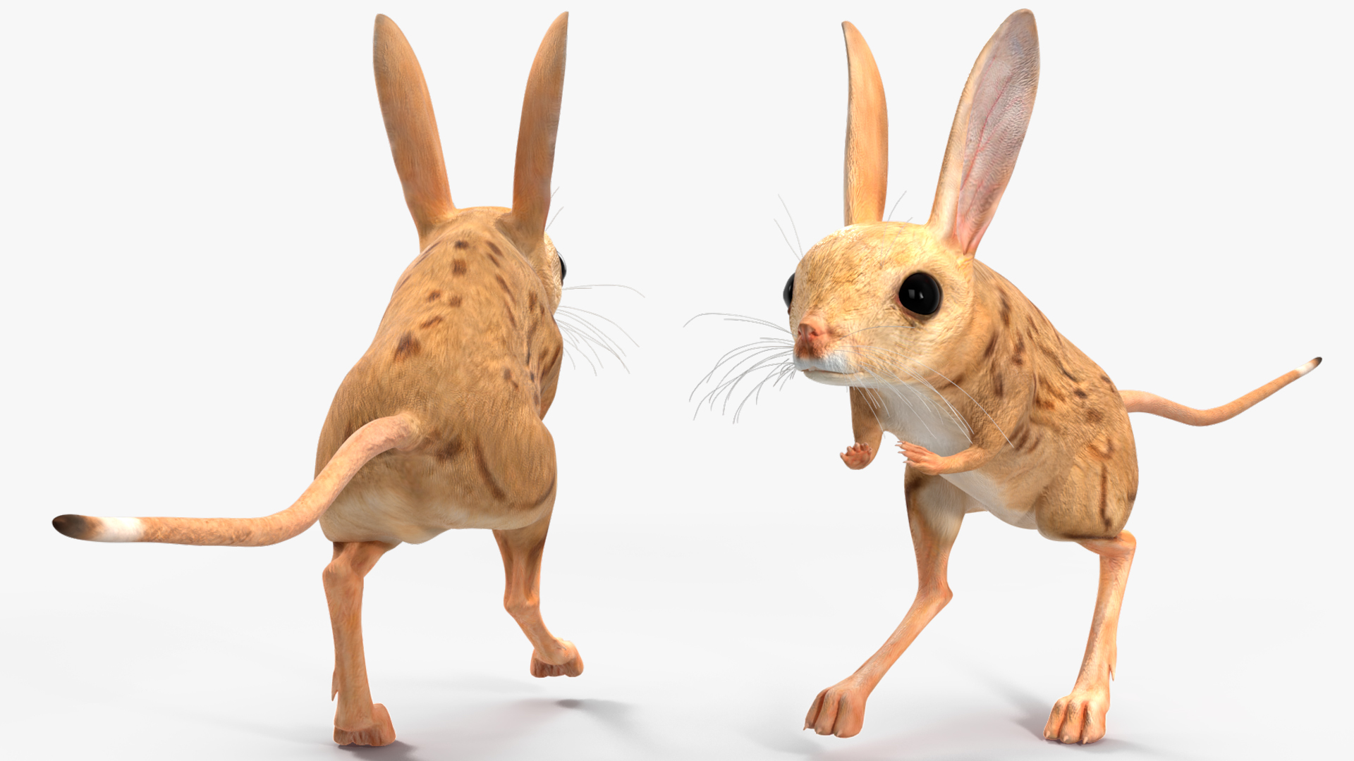 Desert Jerboa Rigged for Cinema 4D 3D model