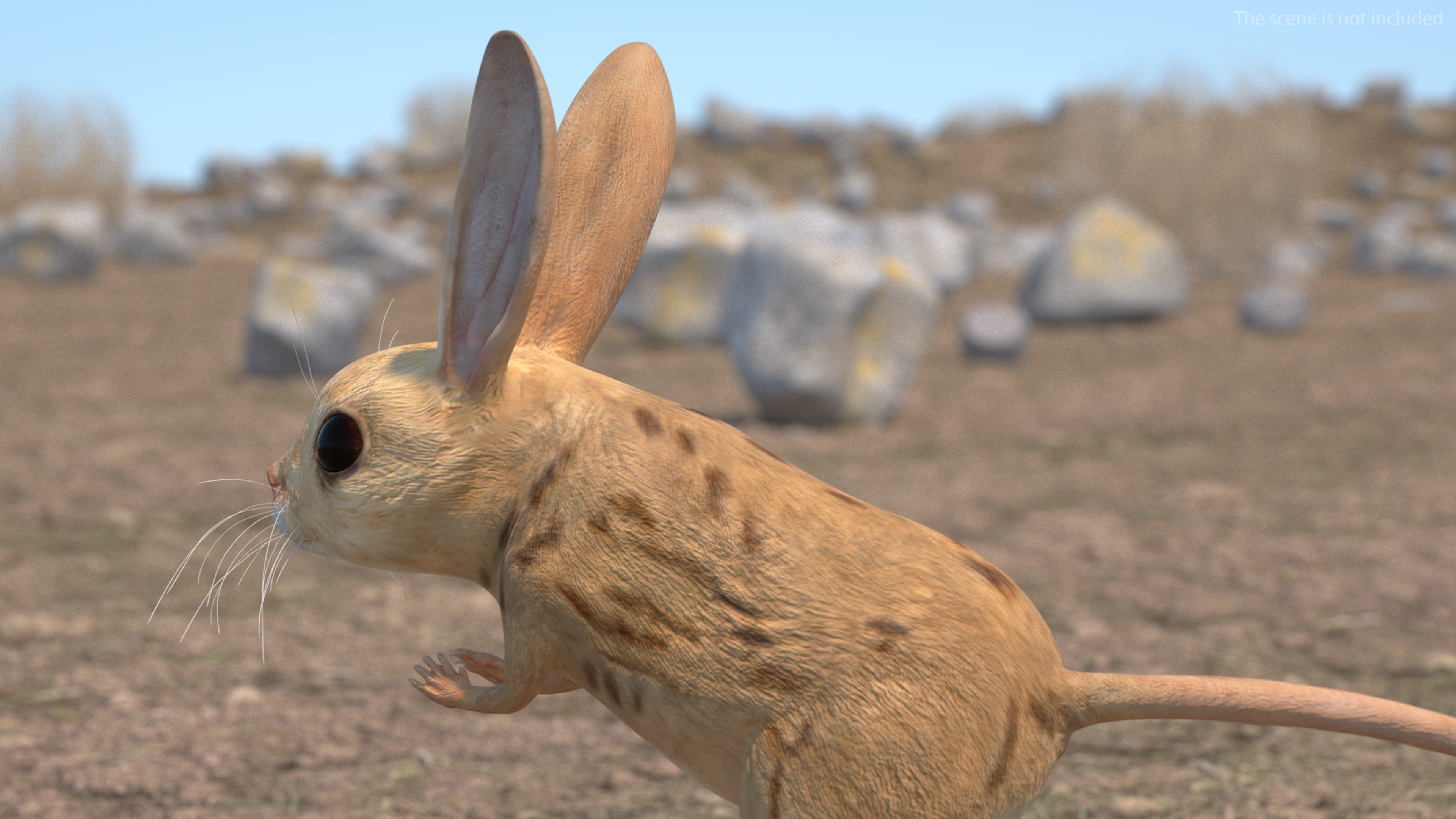 Desert Jerboa Rigged for Cinema 4D 3D model