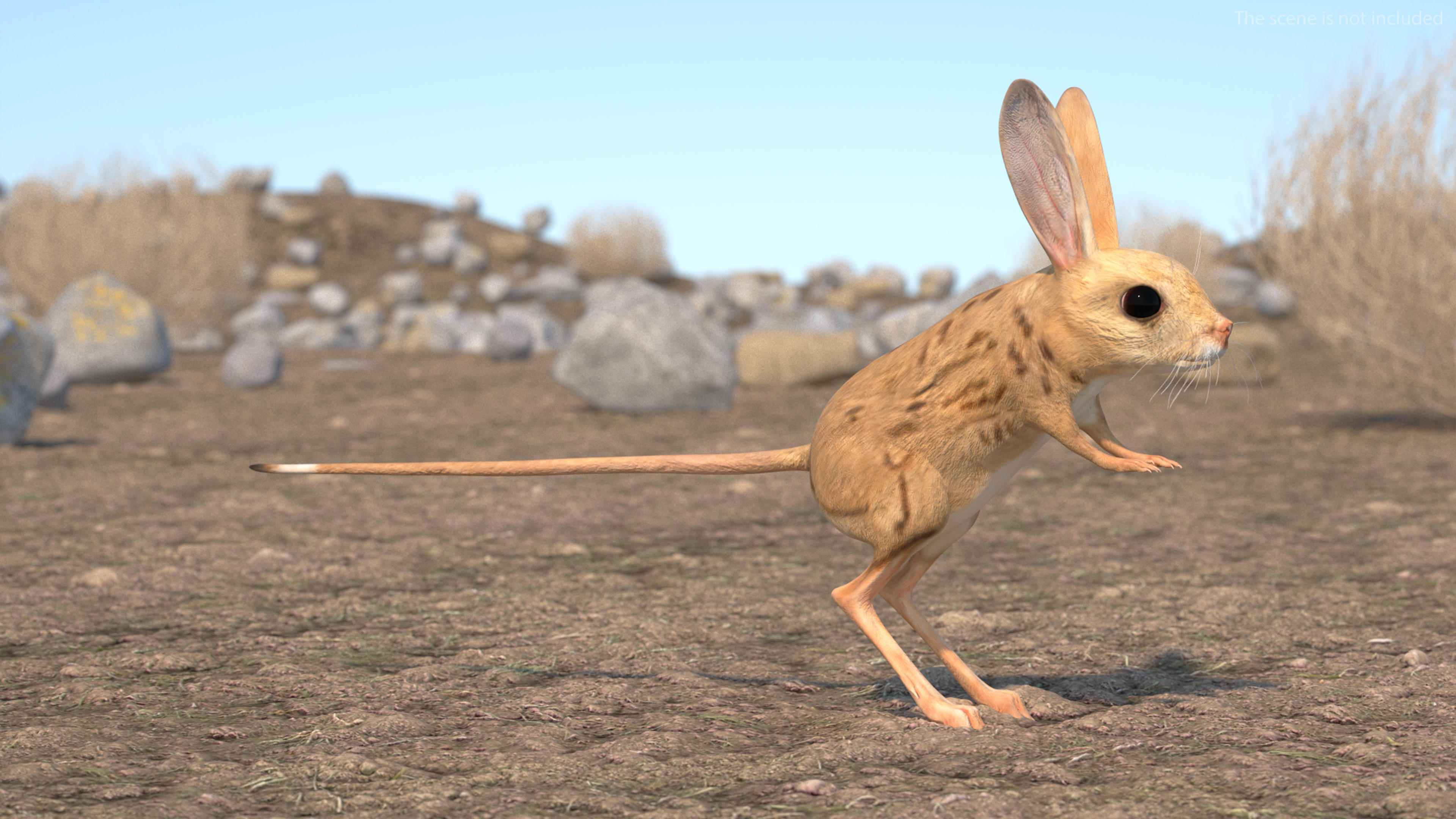 Desert Jerboa Rigged for Cinema 4D 3D model