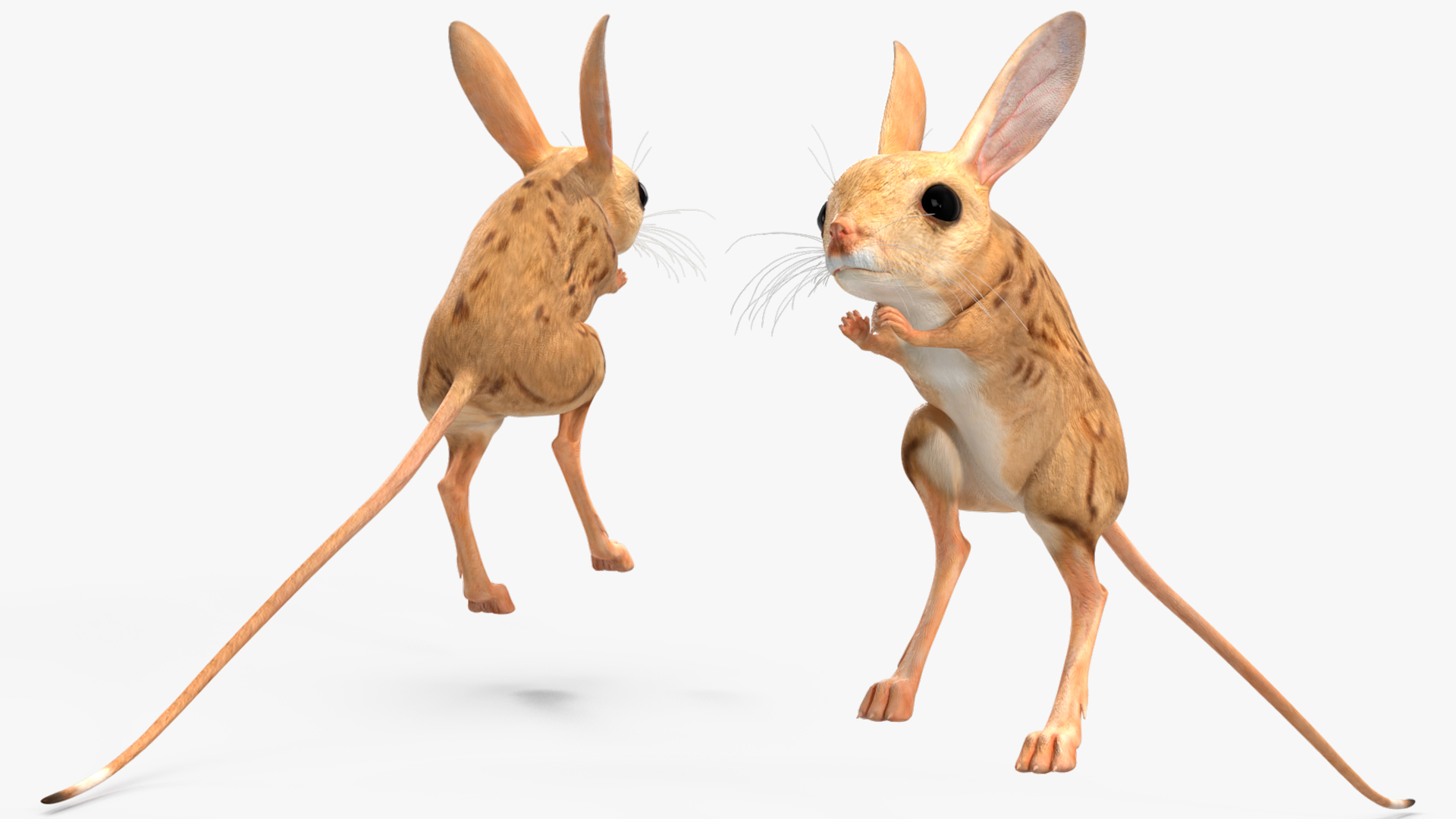 Desert Jerboa Rigged for Cinema 4D 3D model