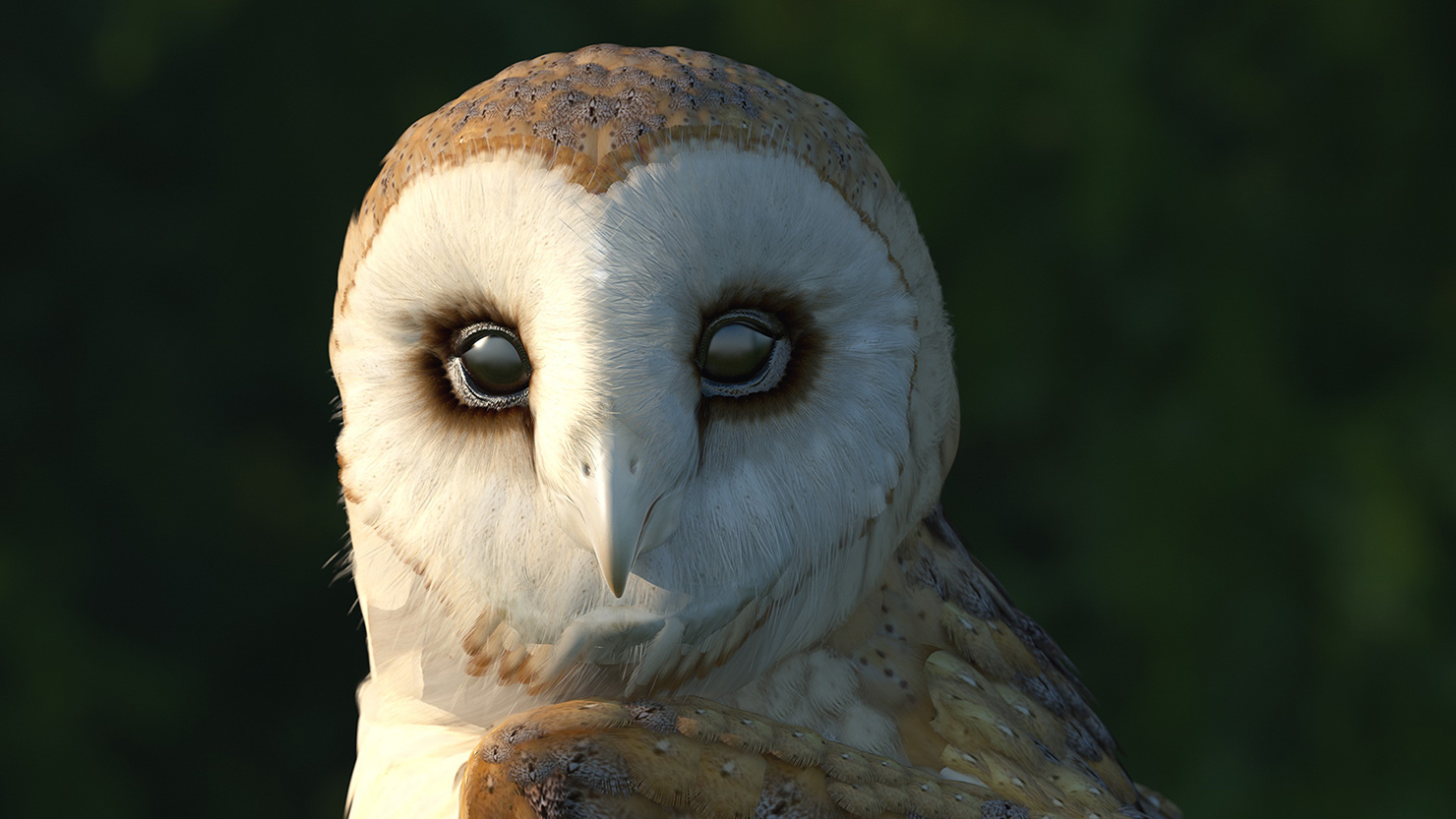 3D model Barn Owl Rigged