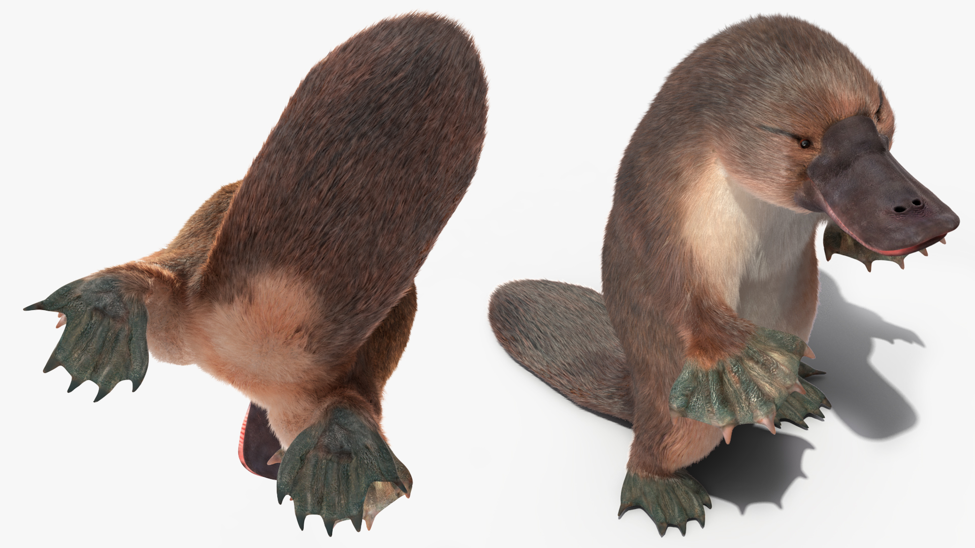 3D Platypus Standing Fur