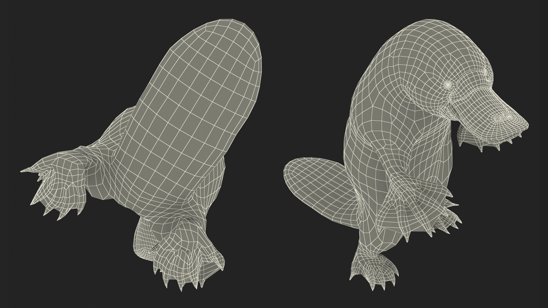 3D Platypus Standing Fur
