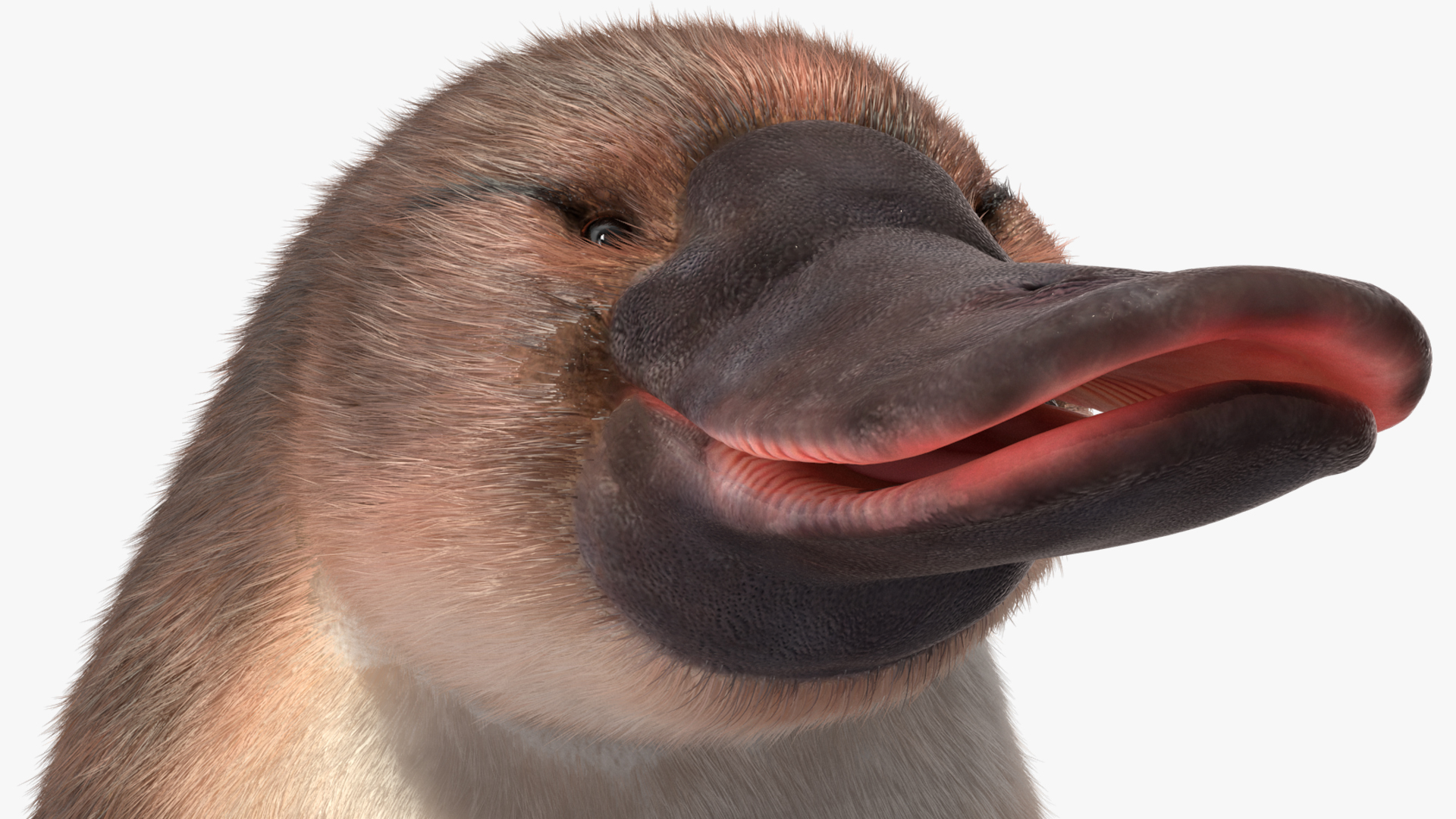 3D Platypus Standing Fur