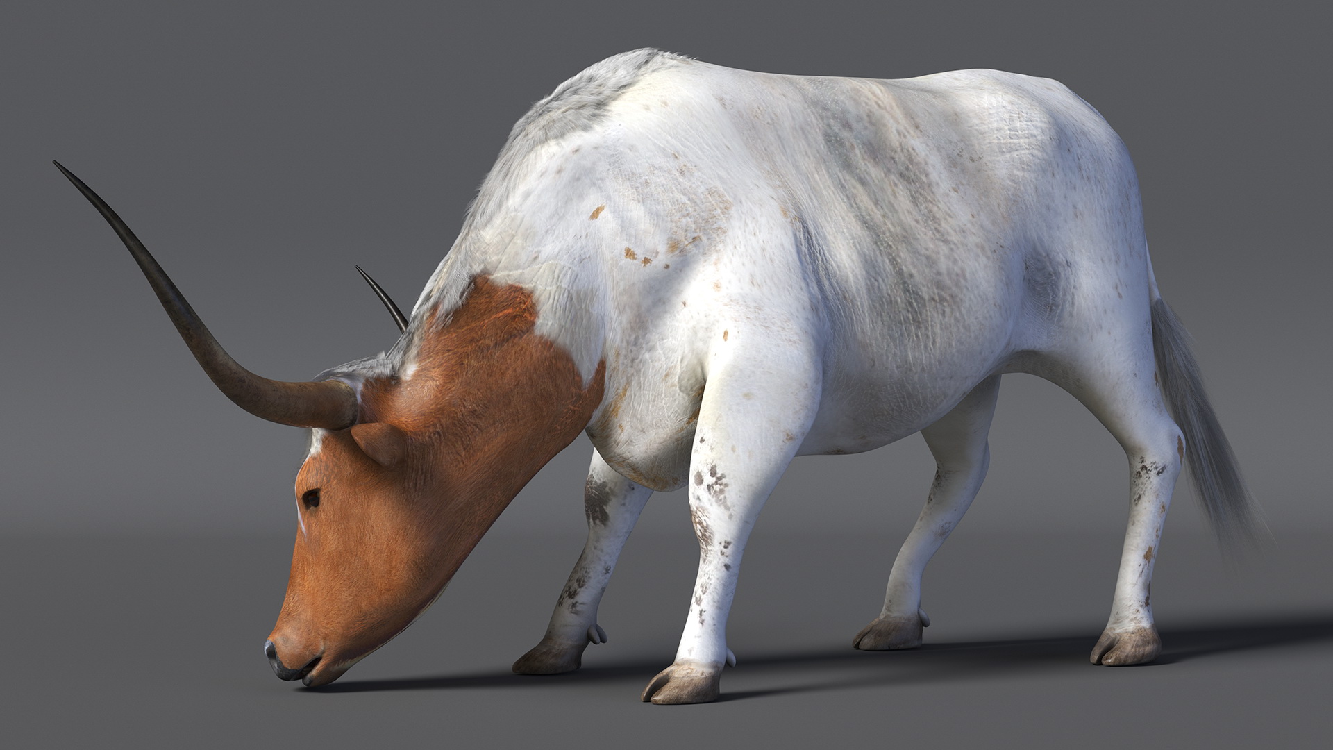 3D Texas Longhorn Cattle White Color model