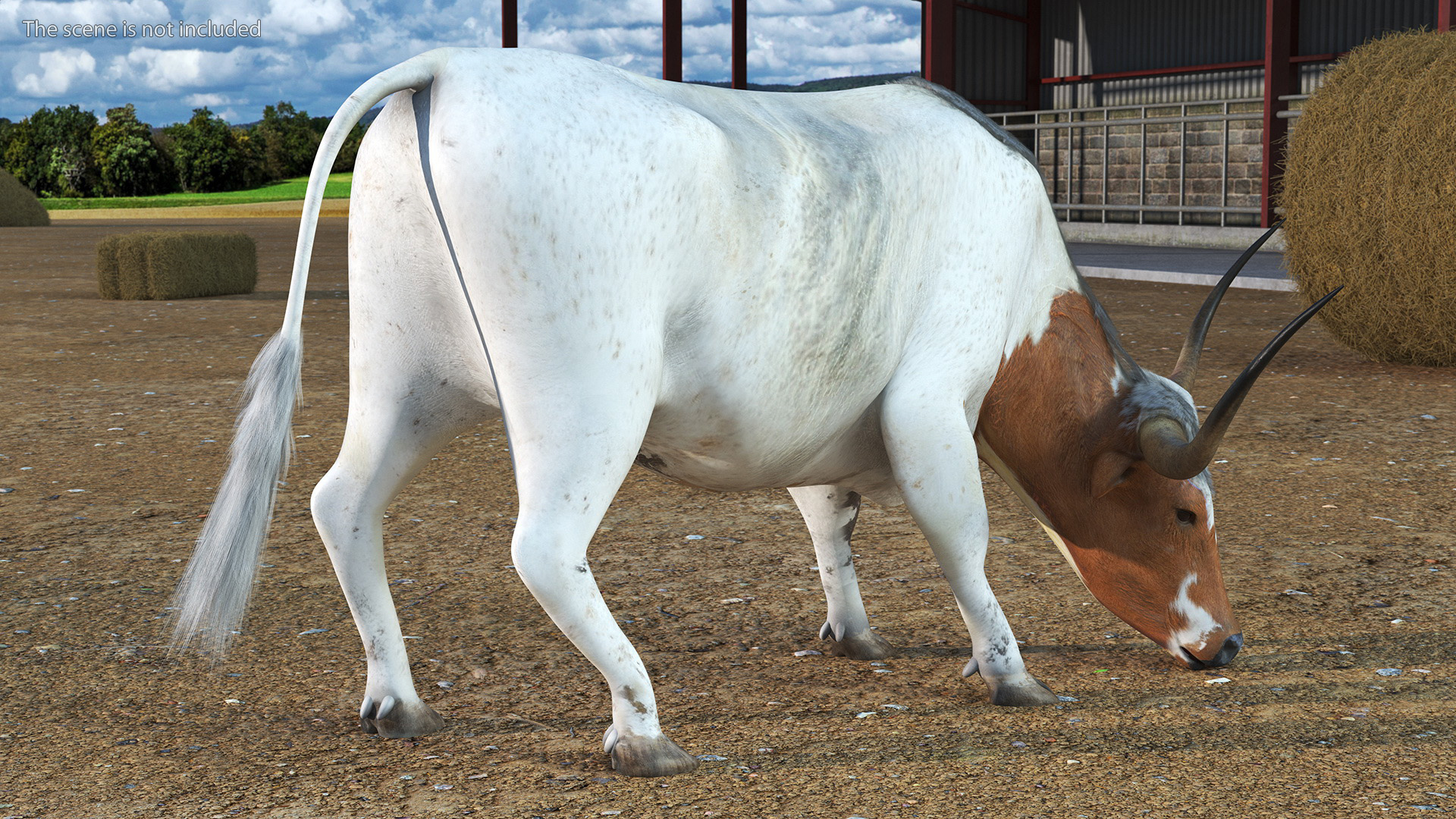 3D Texas Longhorn Cattle White Color model