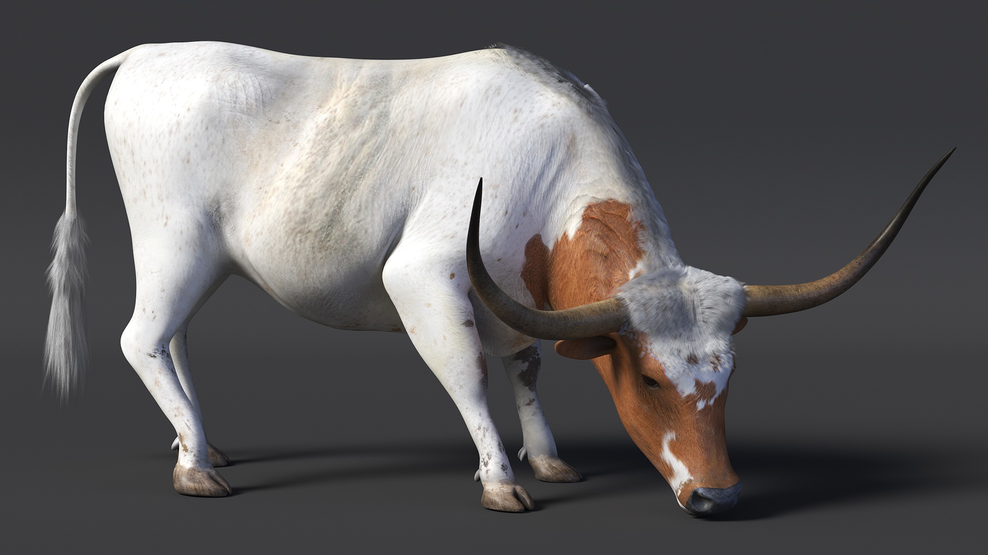 3D Texas Longhorn Cattle White Color model