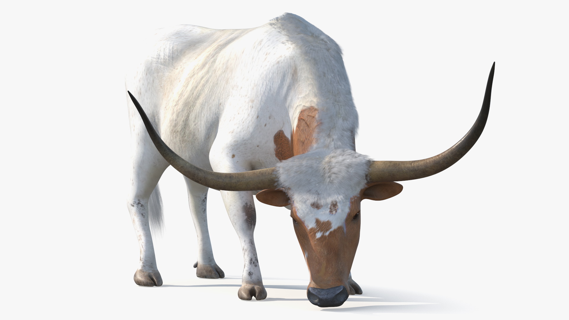 3D Texas Longhorn Cattle White Color model