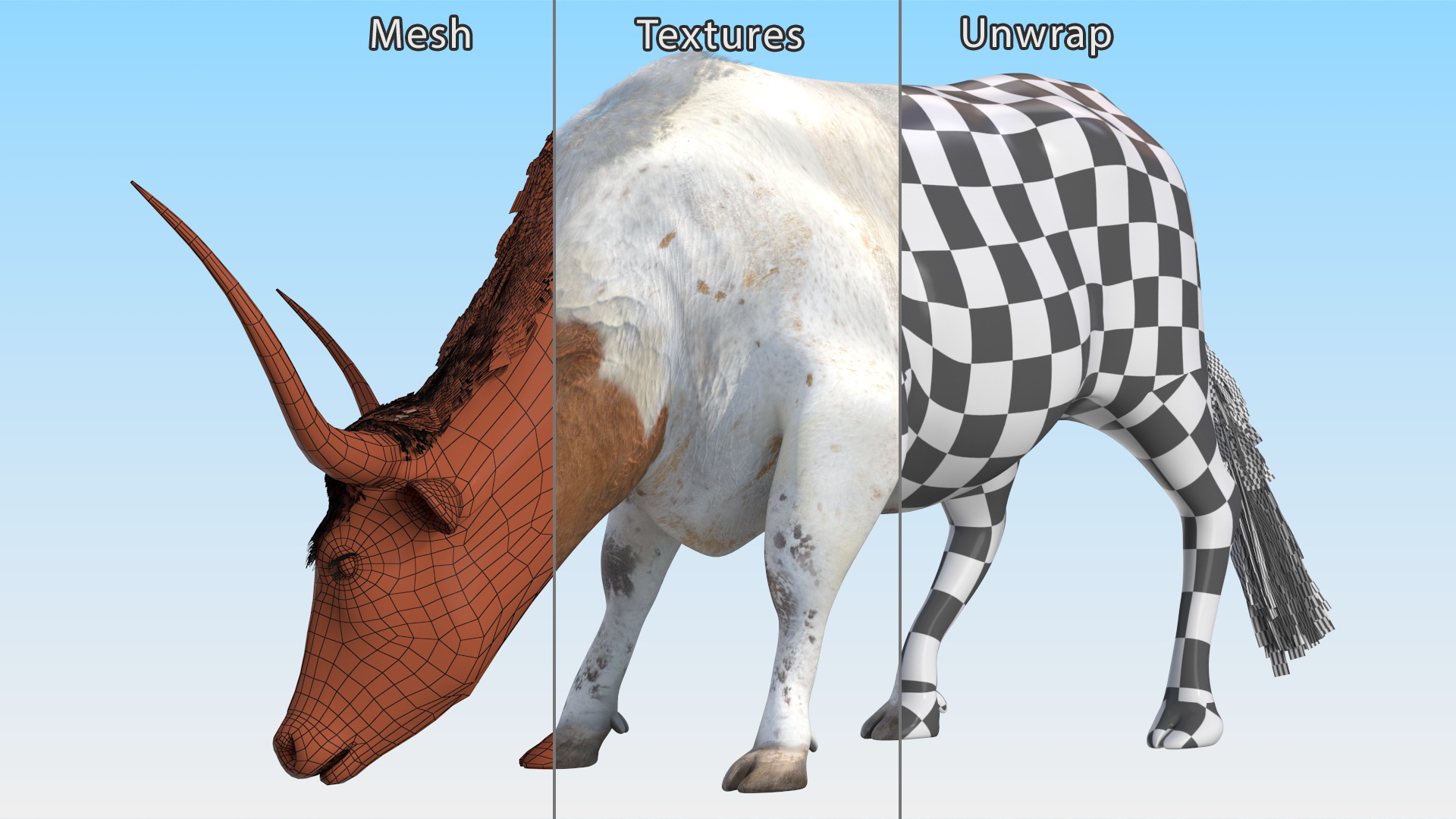 3D Texas Longhorn Cattle White Color model
