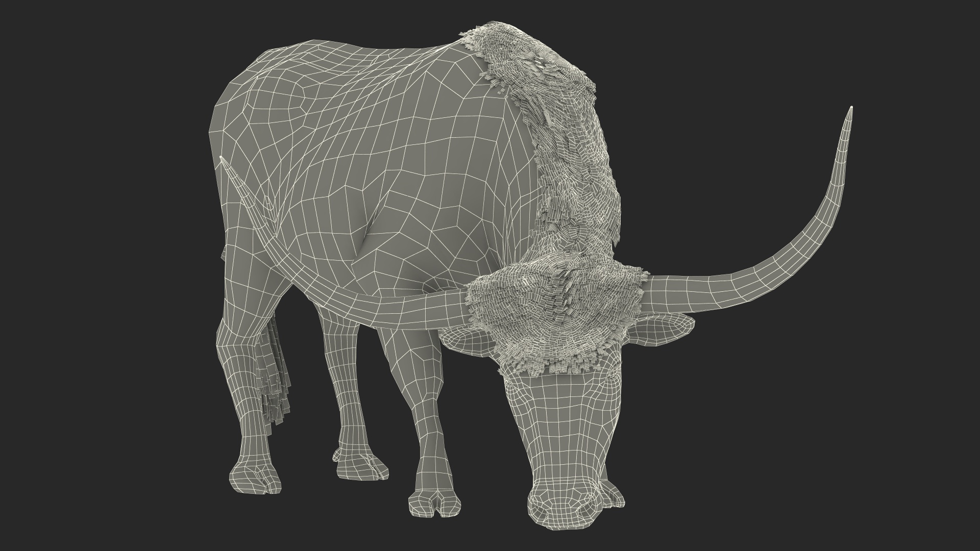 3D Texas Longhorn Cattle White Color model
